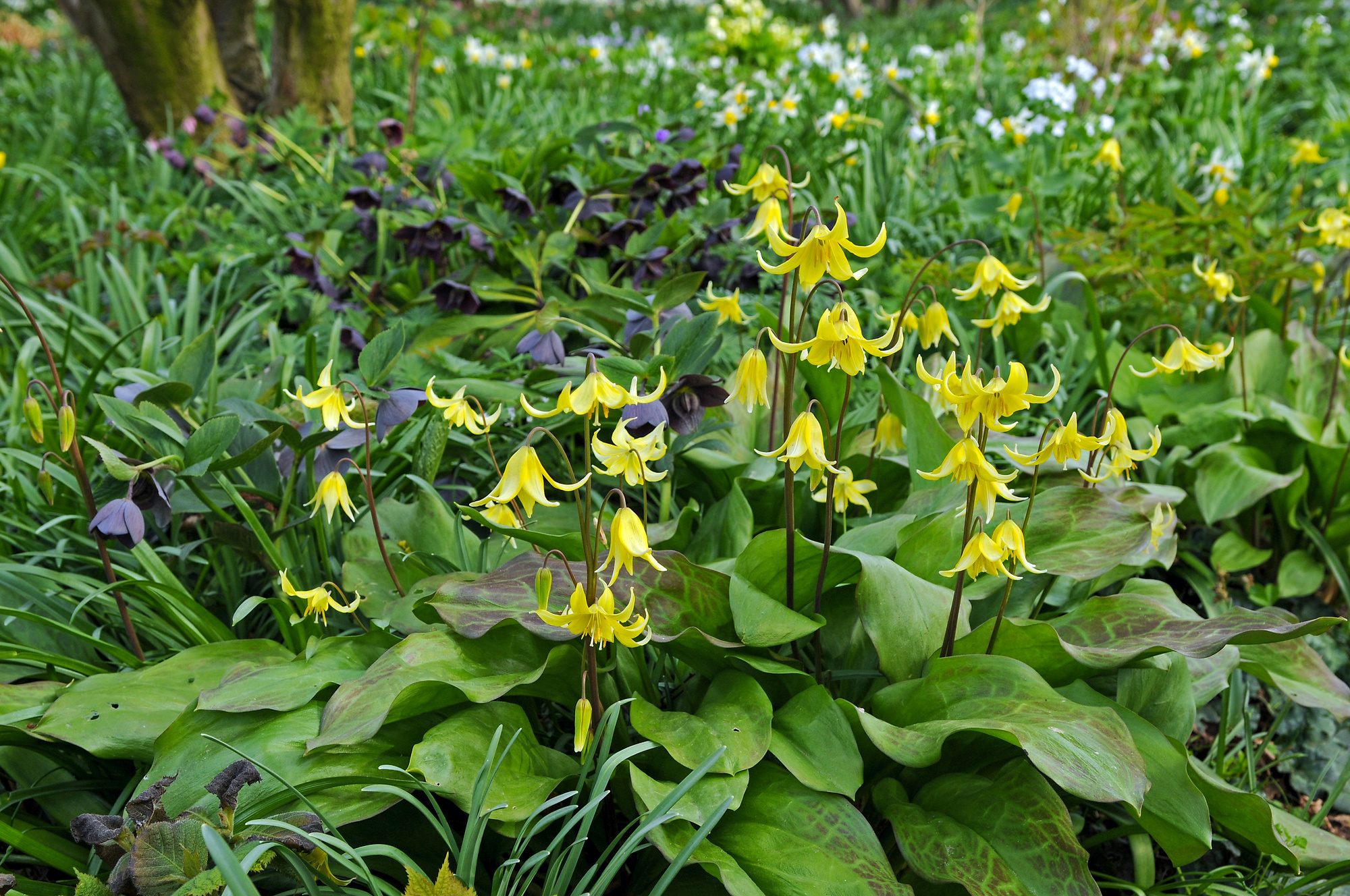 Erythronium Pagoda