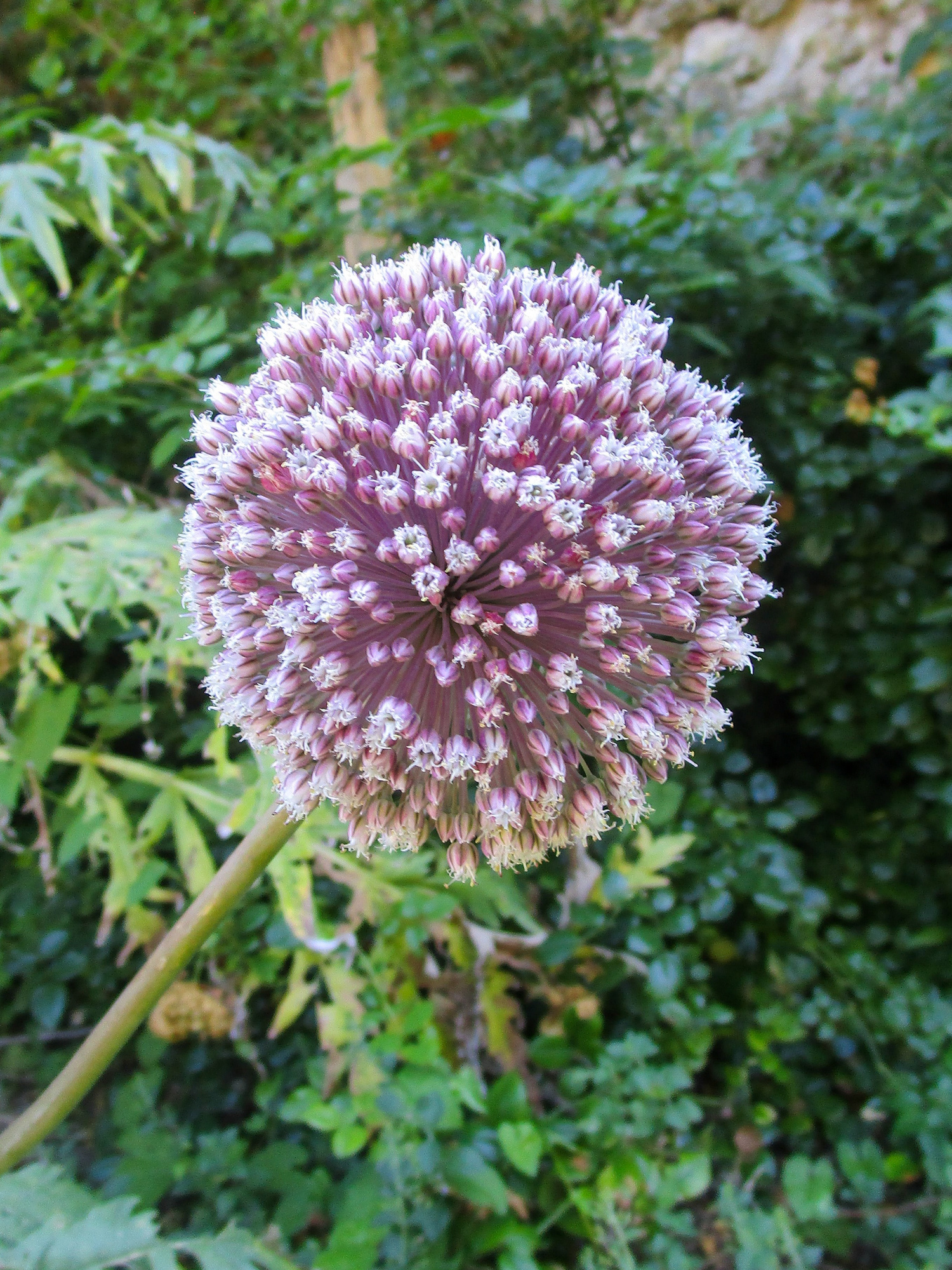 Allium Summer Drummer