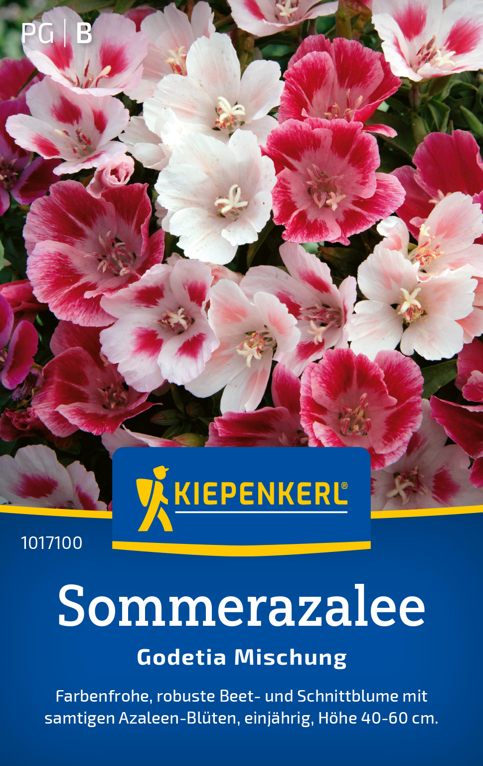 Sommerazalee Godetia Mischung