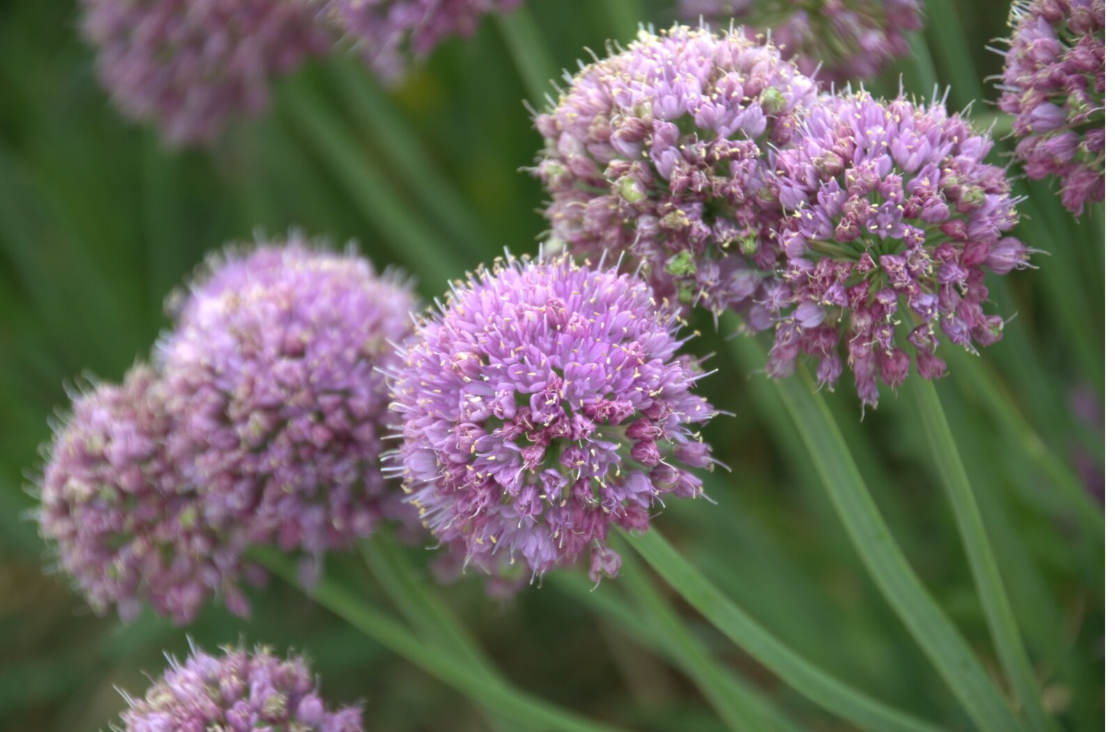 Allium Little Saphire