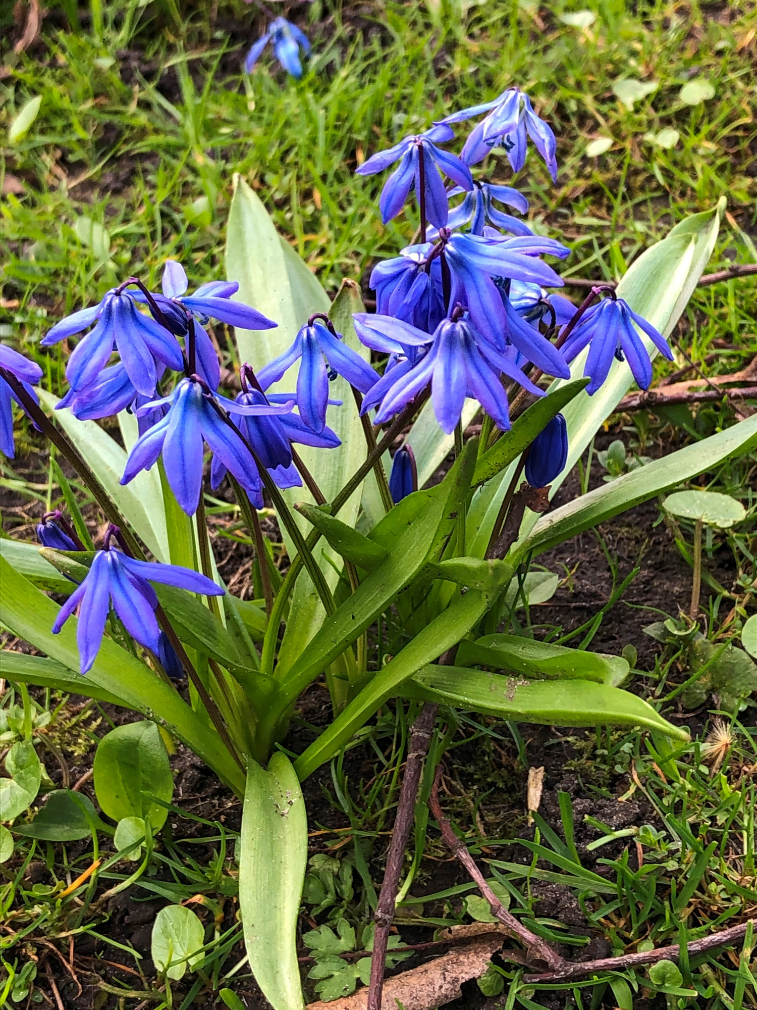 Scilla siberica Spring Beauty