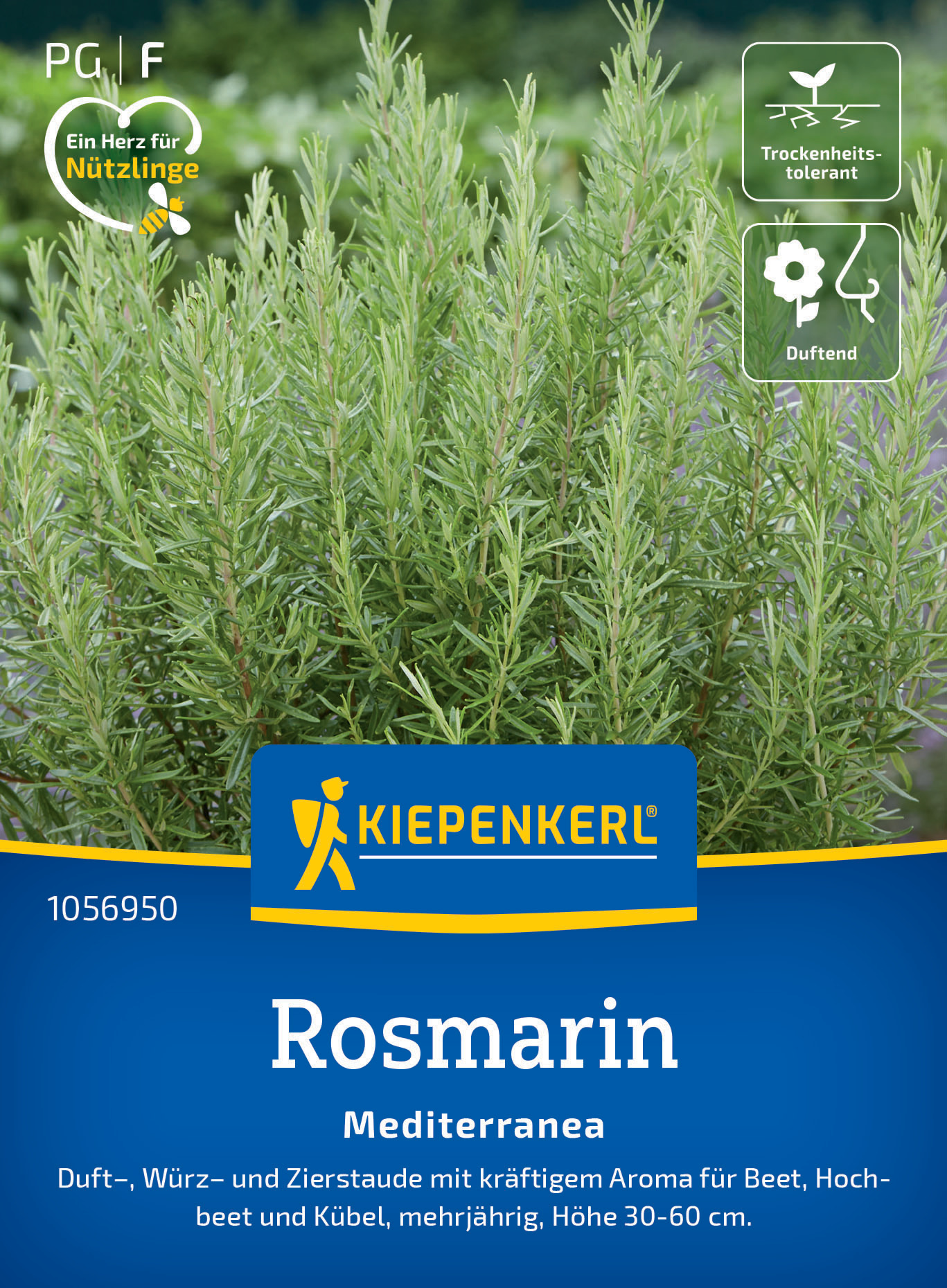 Rosmarin Mediterranea