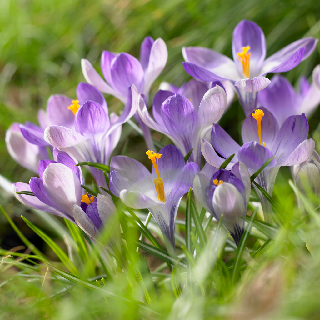 Crocus x cultorum Yalta