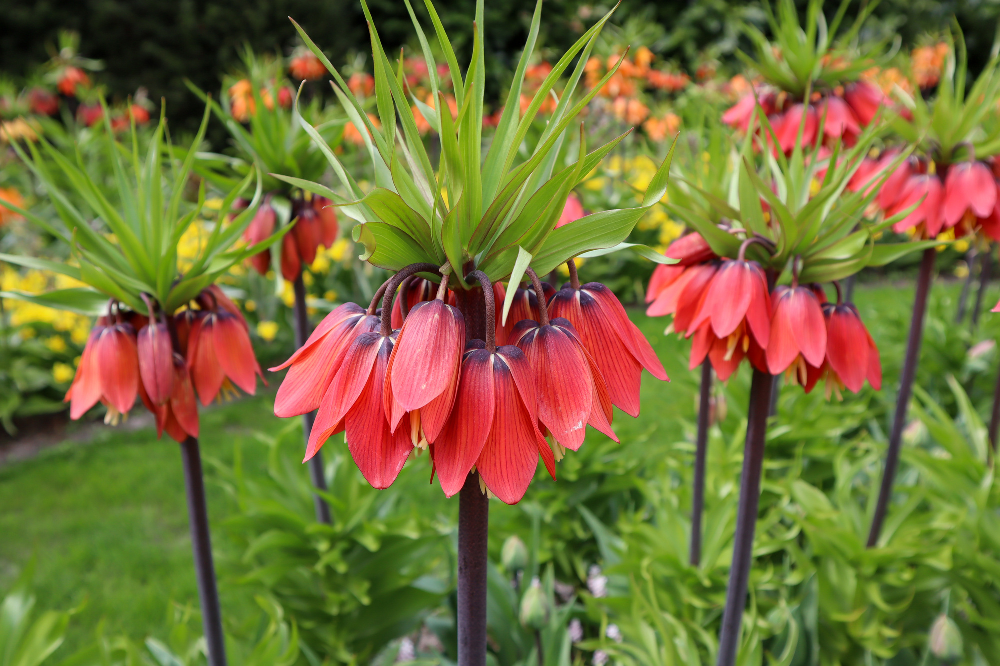 Fritillaria imperialis Red Beauty