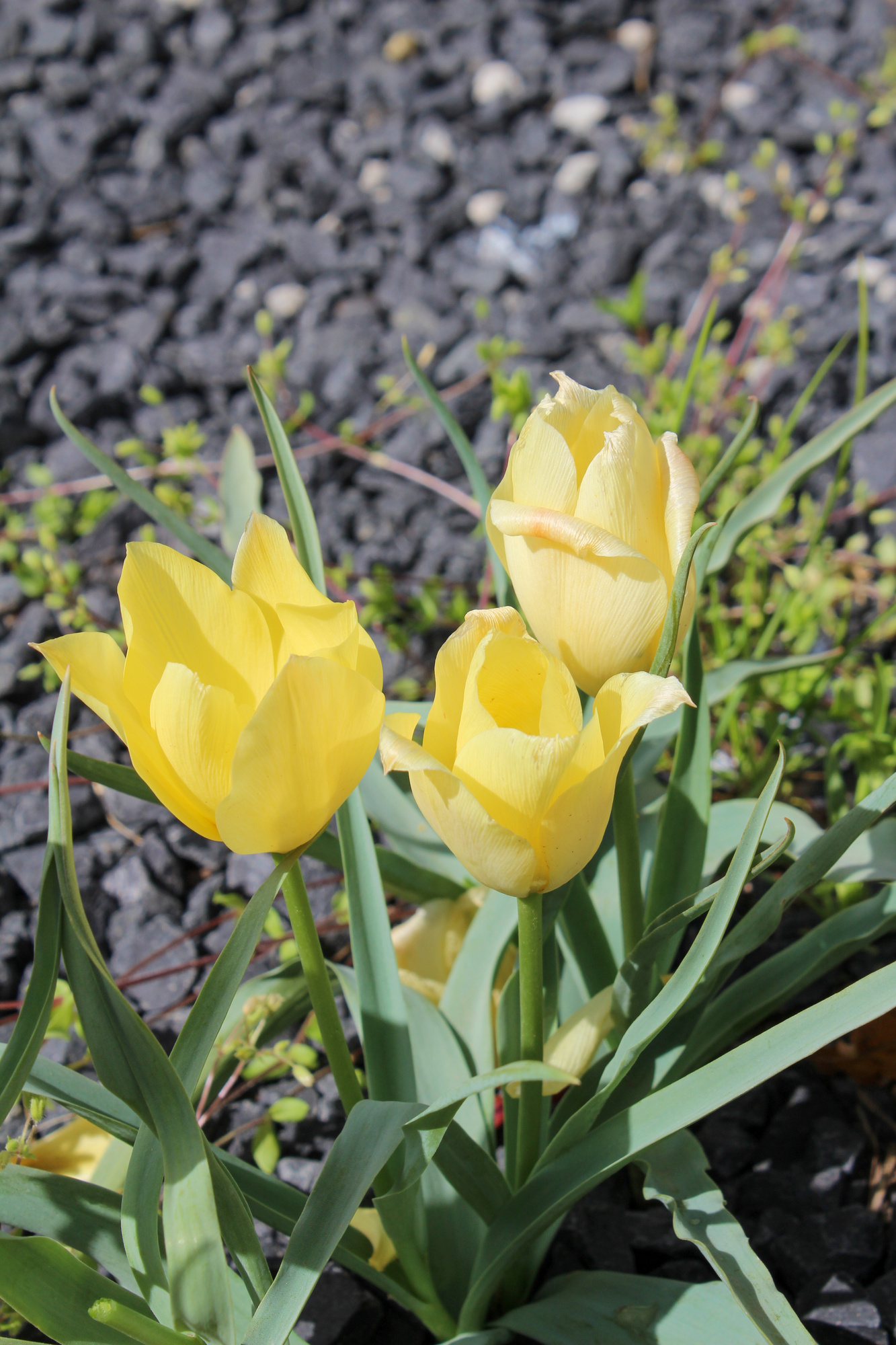 Botanische Tulpen T. linifolia Bright Gem (syn. T. batalinii)