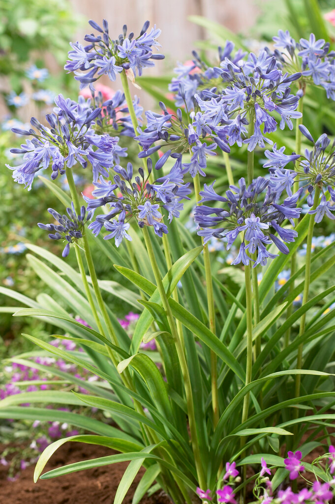 Agapanthus Pinocchio