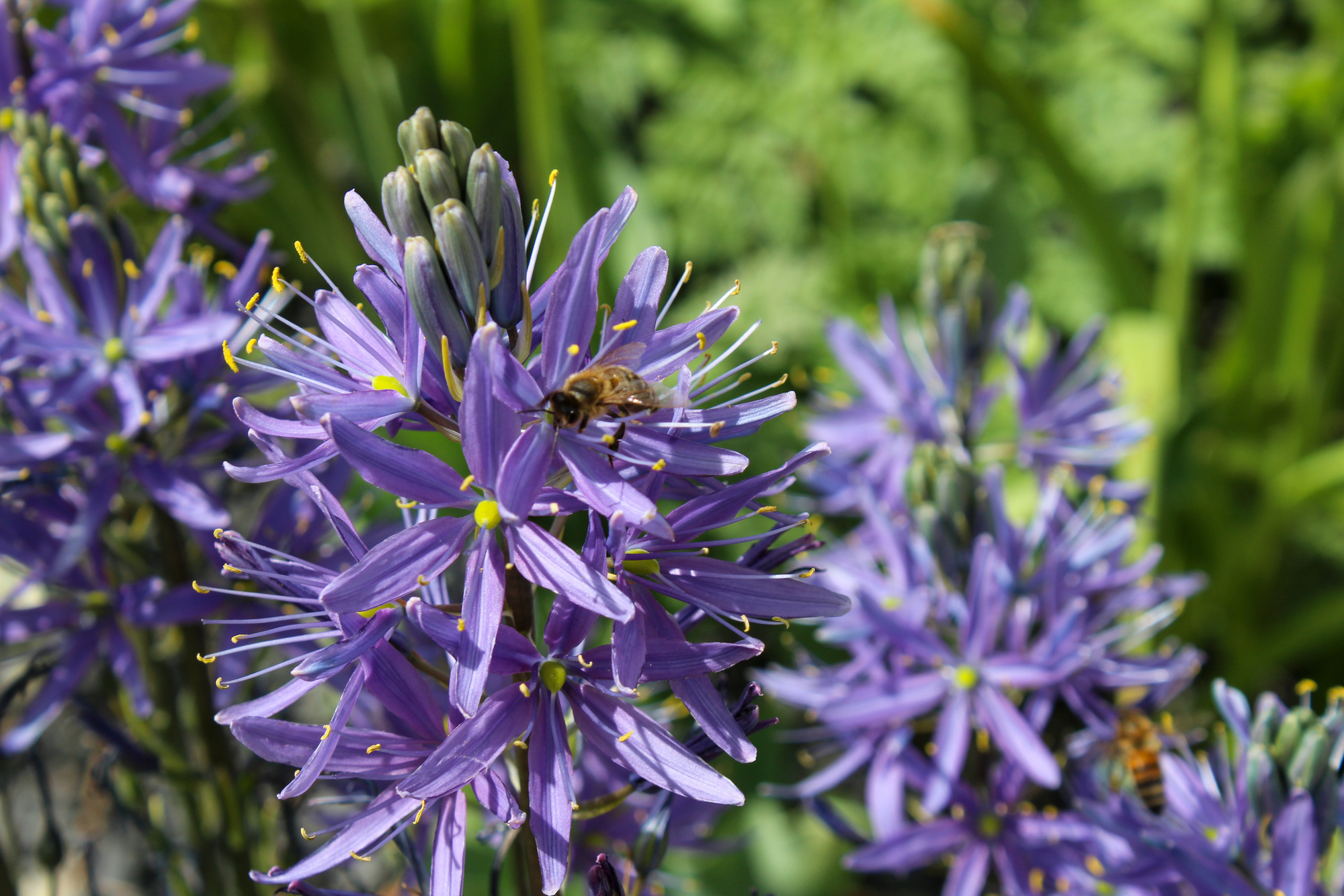 Camassia leichtlinii Caerulea