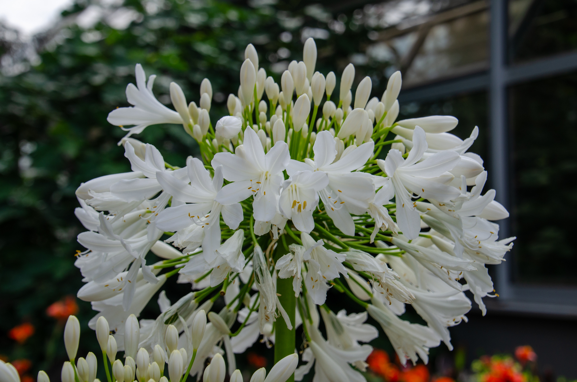 Agapanthus Weiss