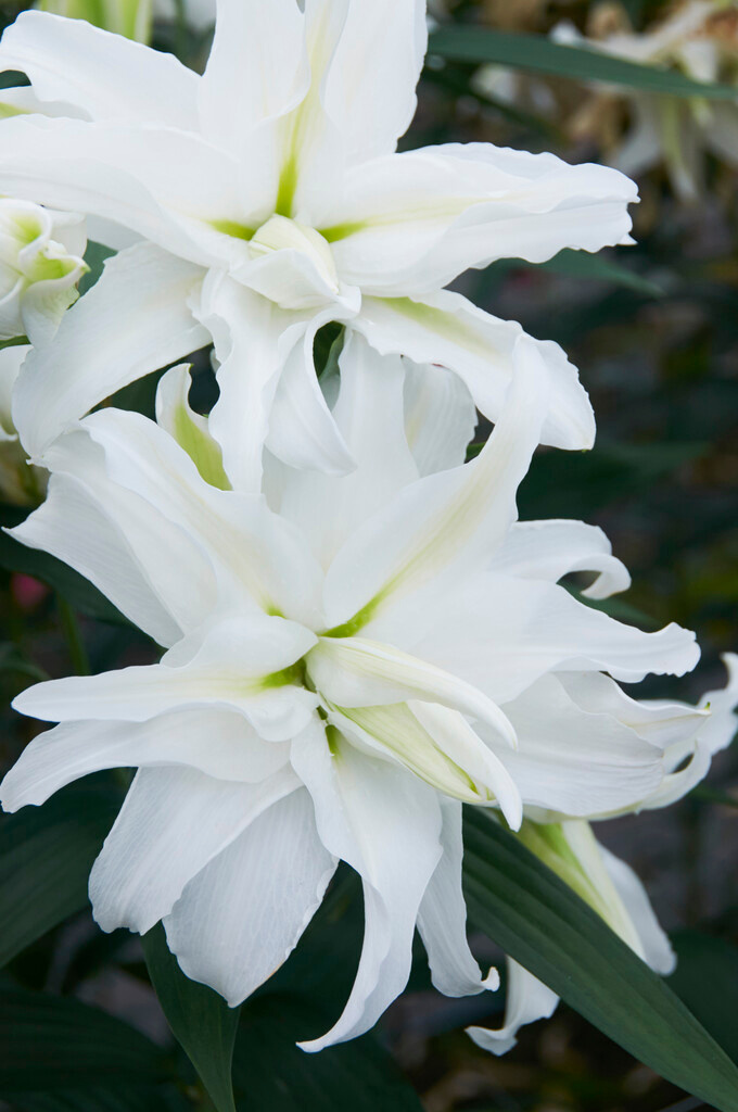 Lilium My Wedding