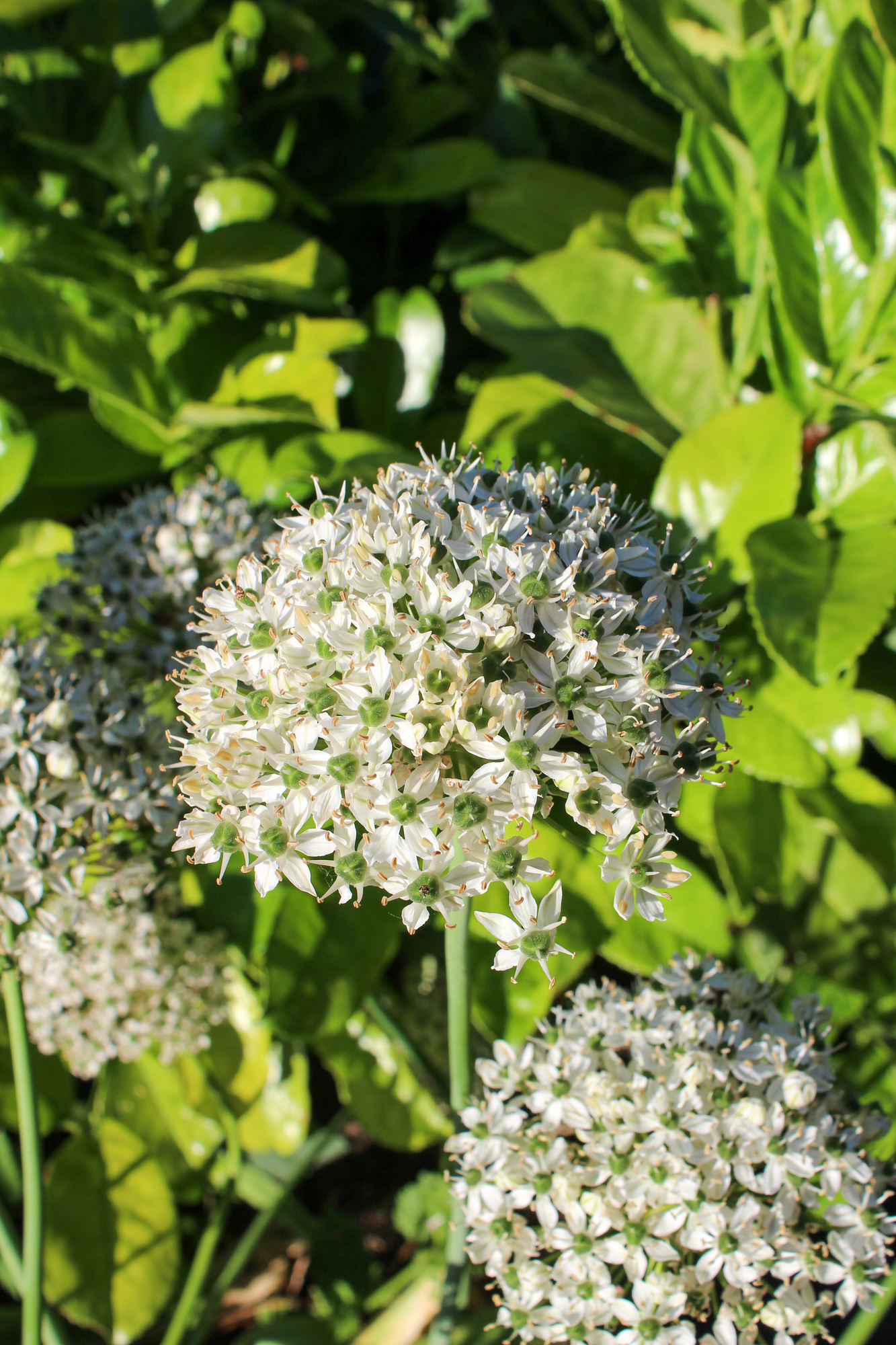 Allium nigrum