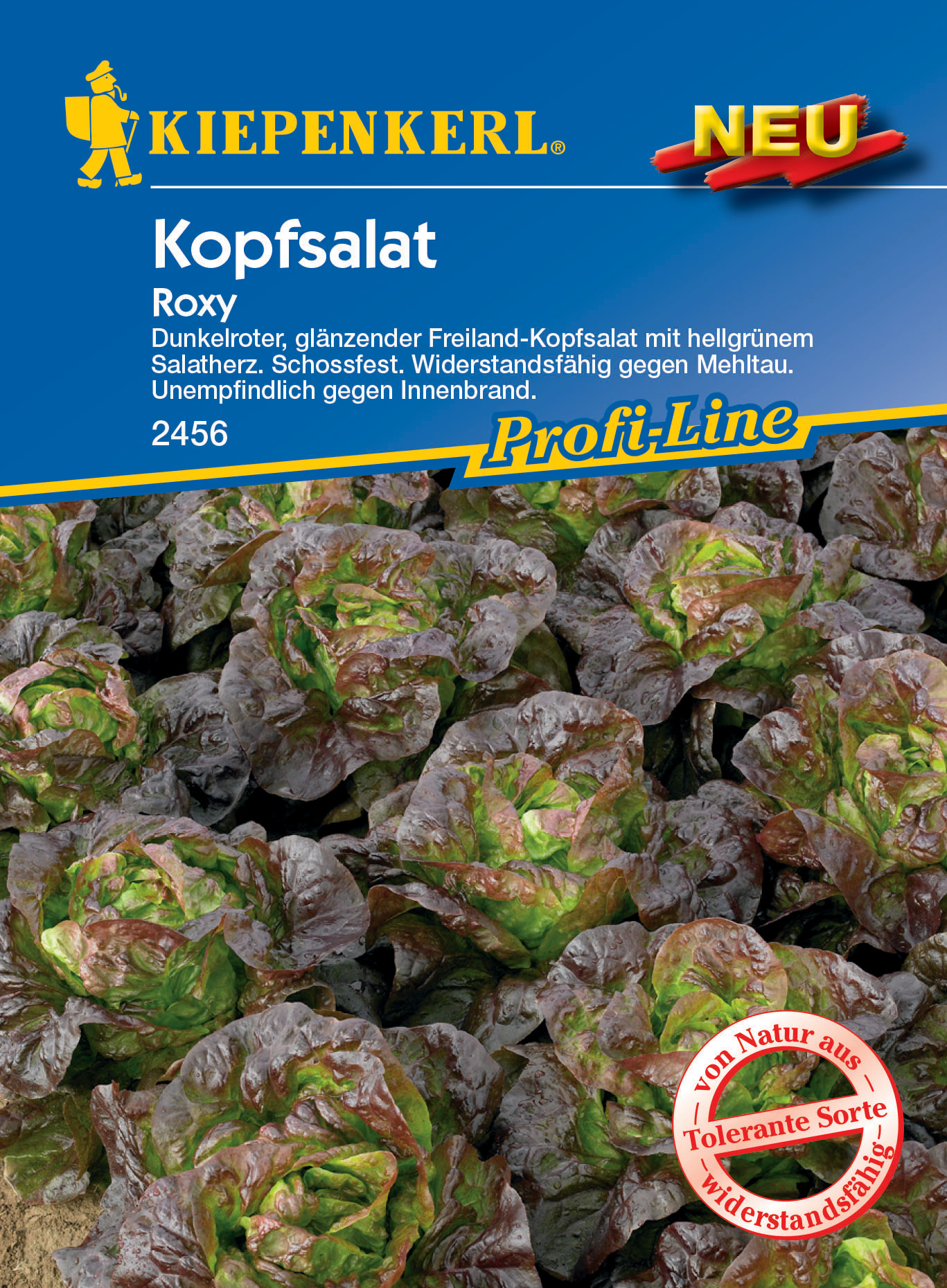 Kopfsalat Roxy