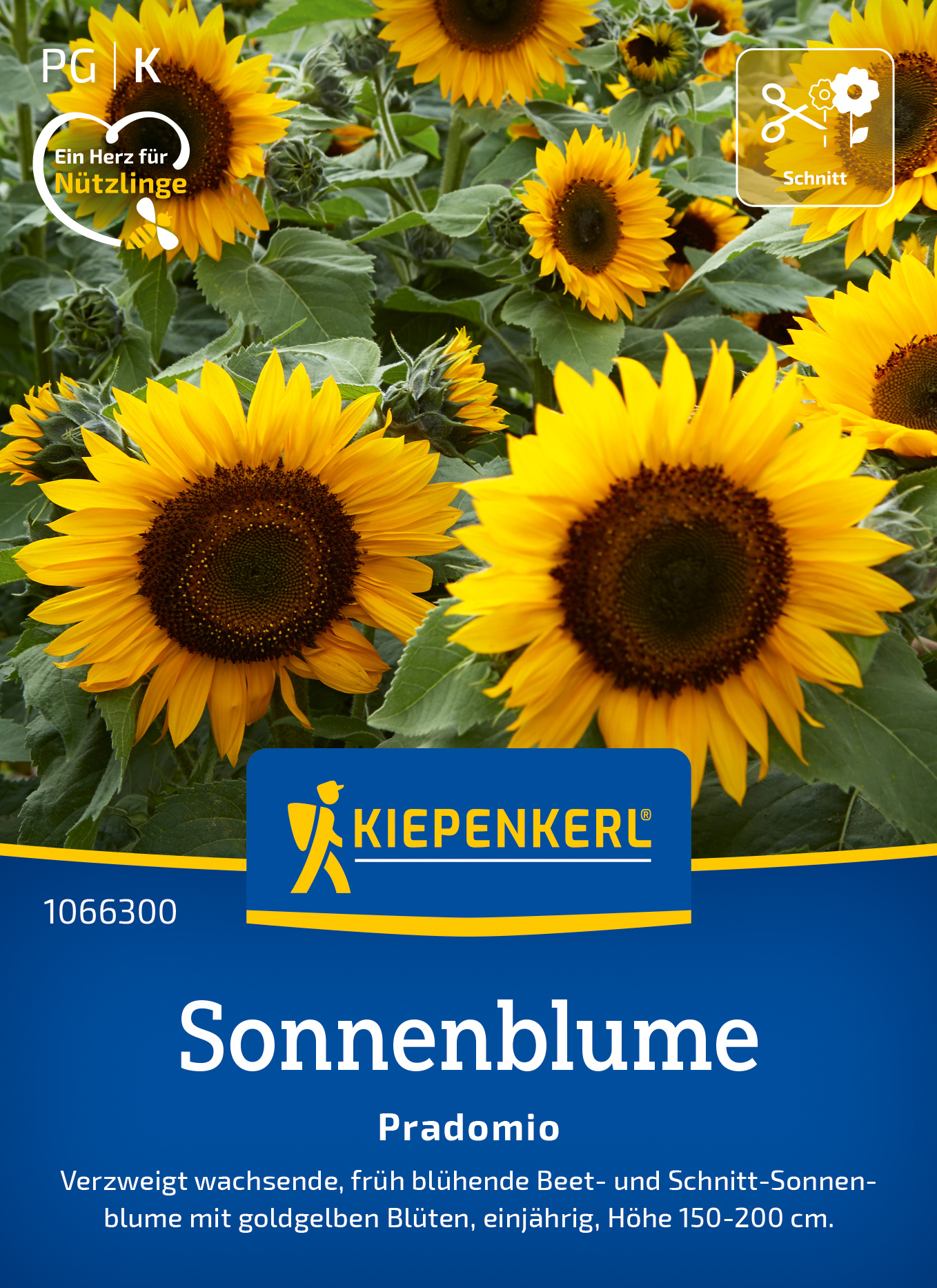 Sonnenblume Pradomio