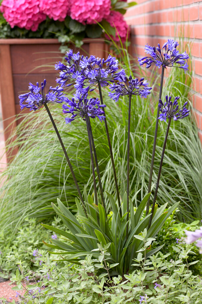 Agapanthus Black Buddist