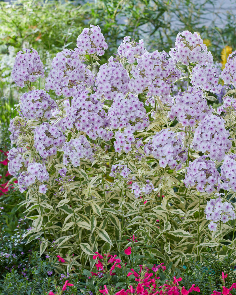 Phlox paniculata Norah Leigh