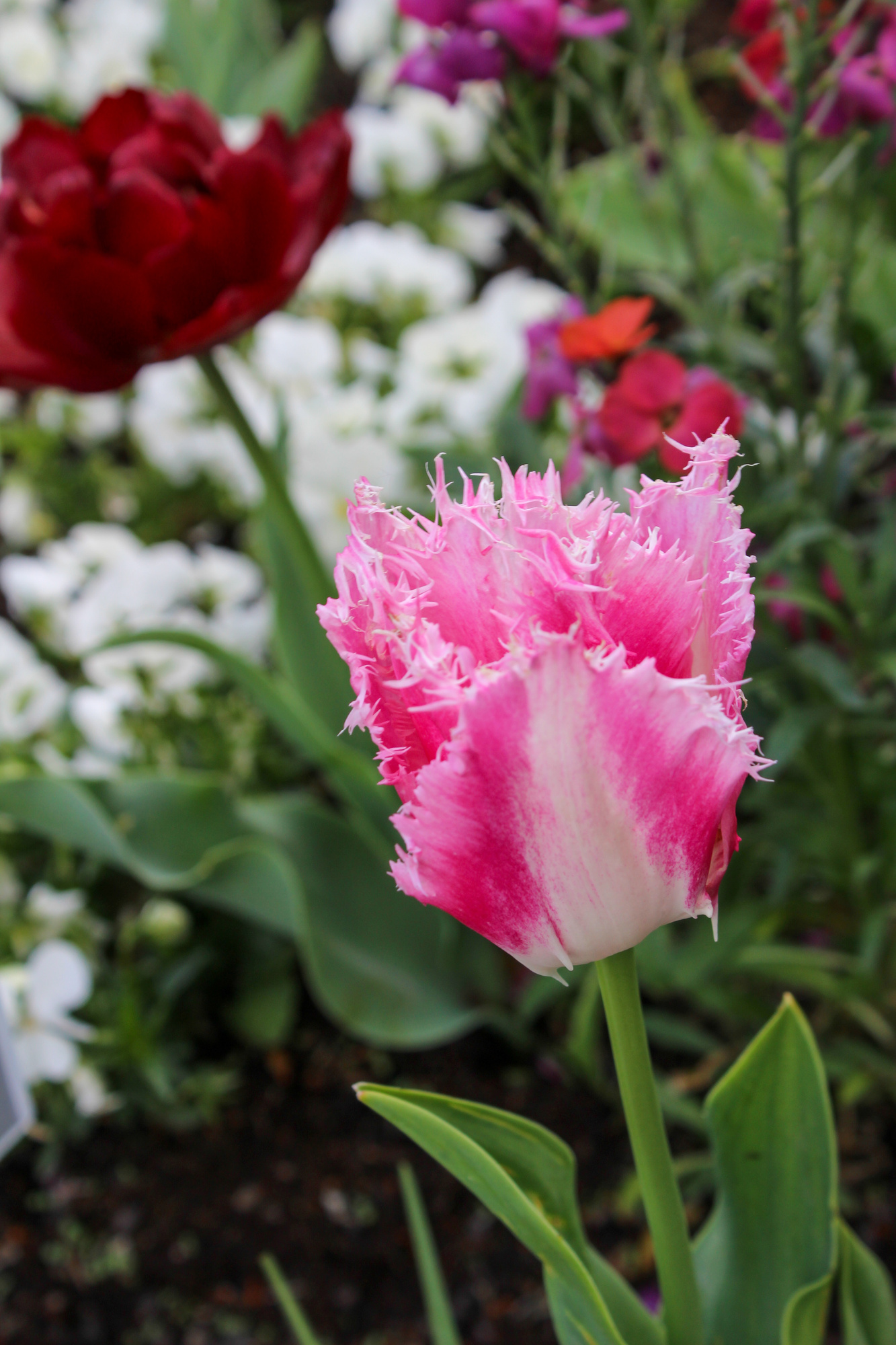 Gefranste Tulpen Fancy Frills