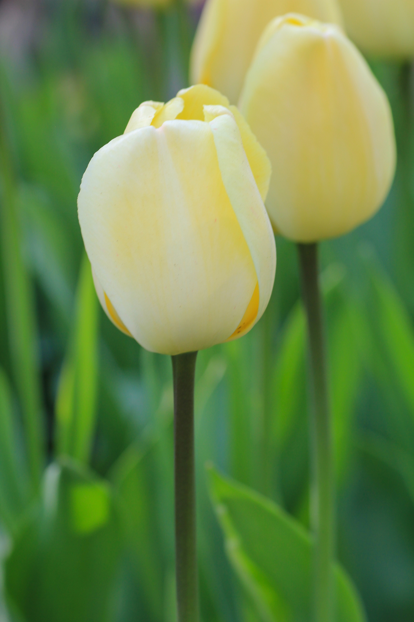 Darwin-Hybrid-Tulpen Ivory Floradale