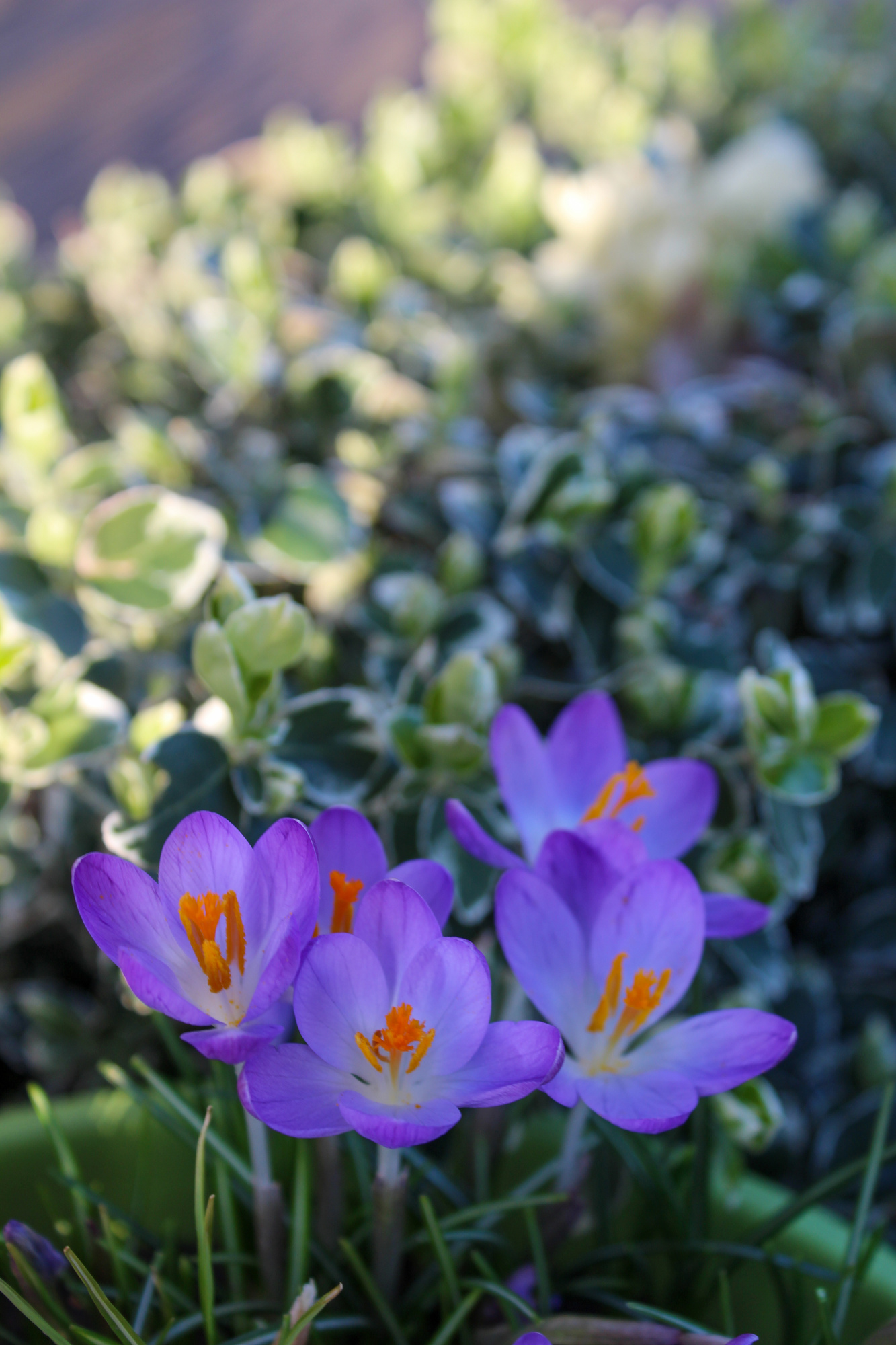 Crocus tommasinianus Lilac Beauty