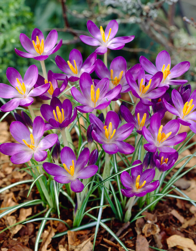 Crocus tommasinianus Whitewell Purple