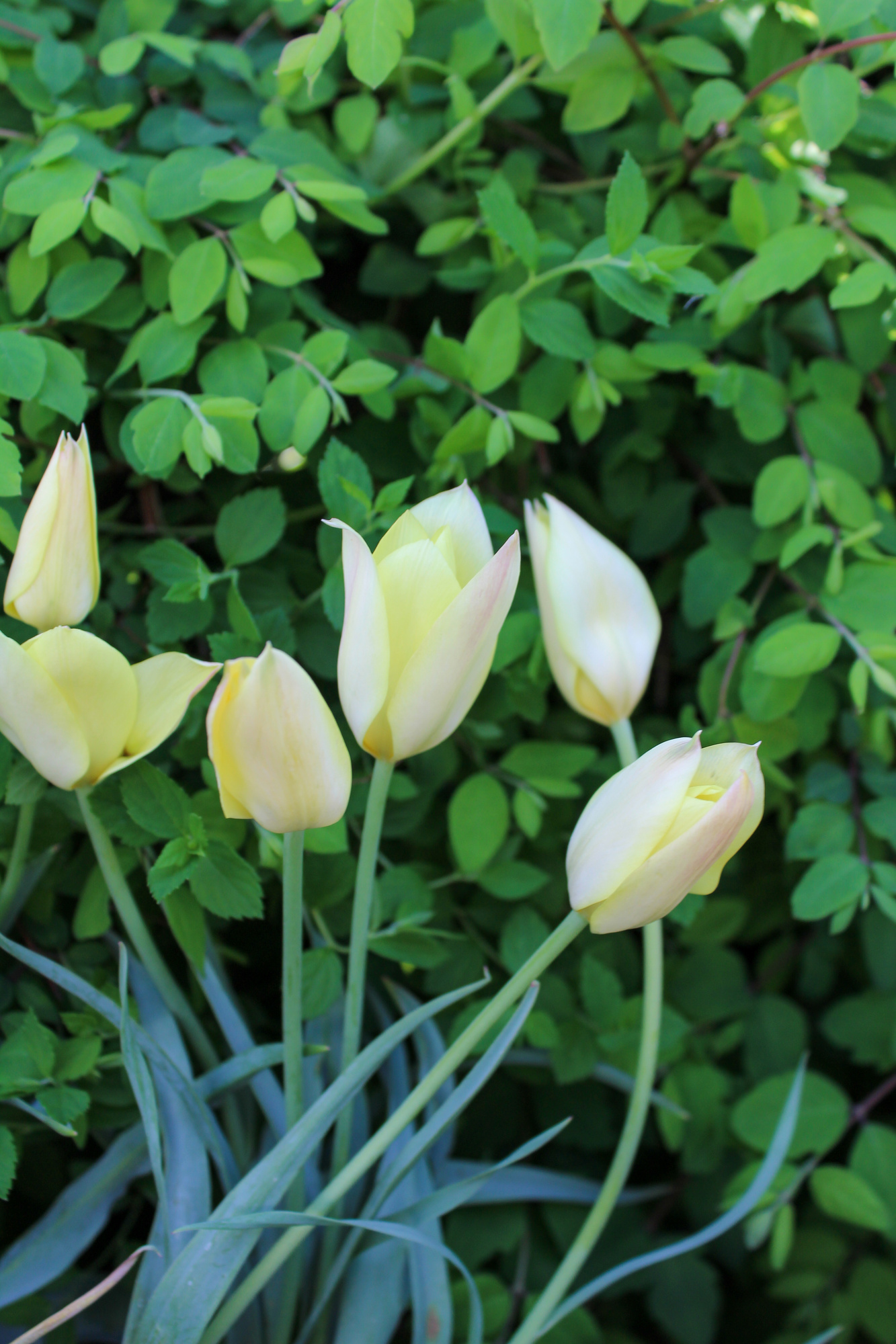 Botanische Tulpen T. linifolia Honky Tonk