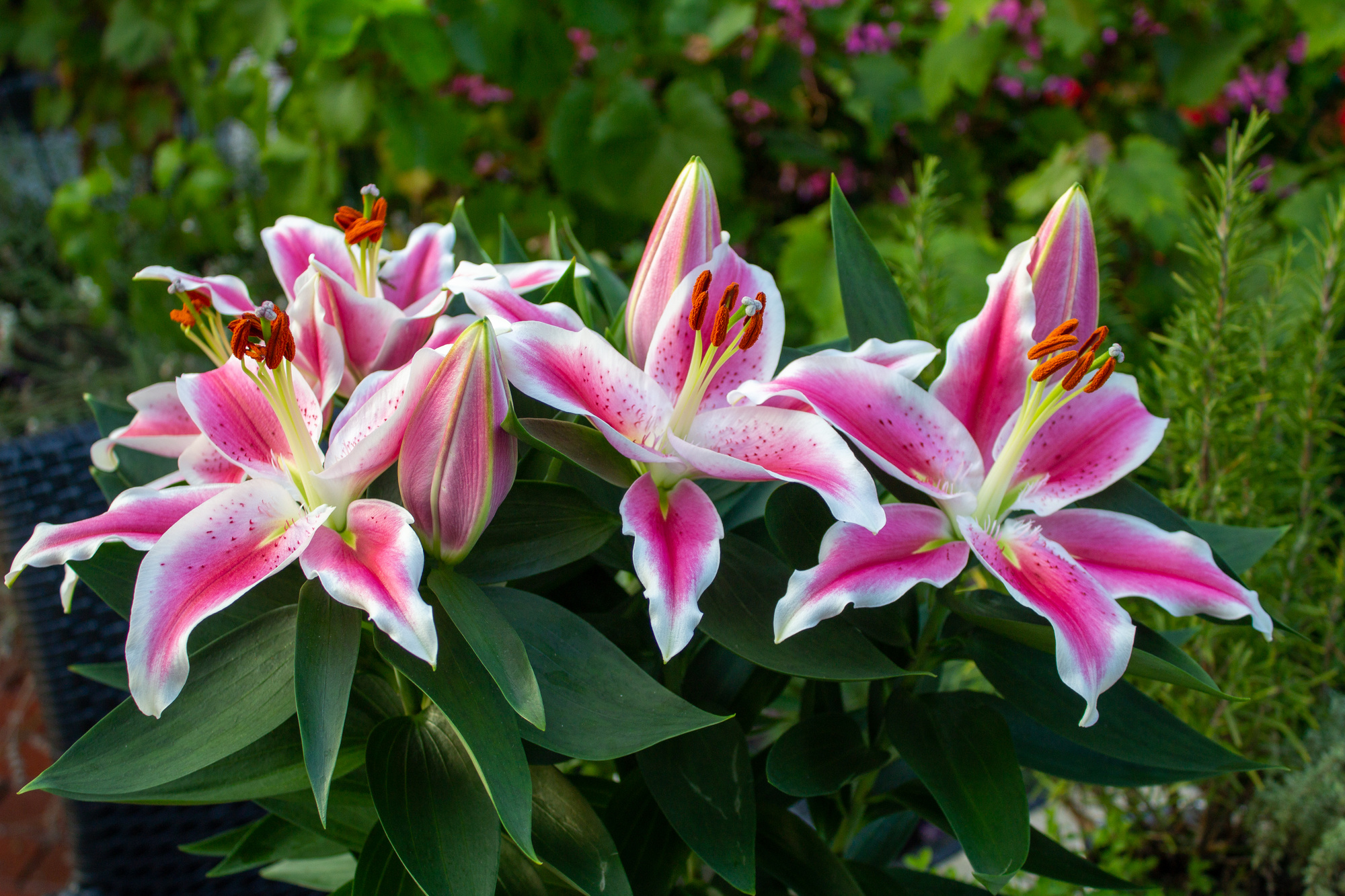 Lilien Star Gazer