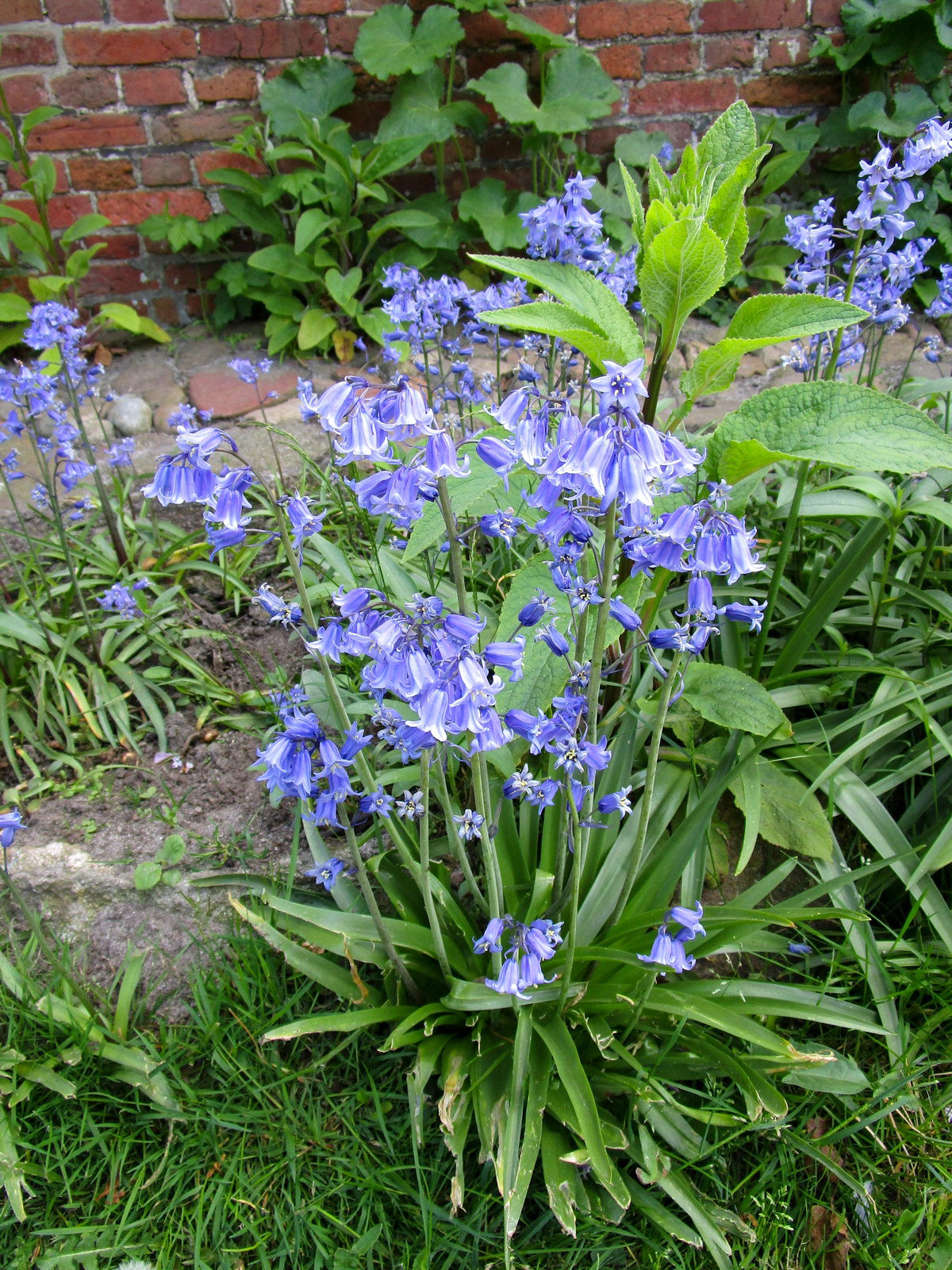 Hyacinthoides hispanica Excelsior