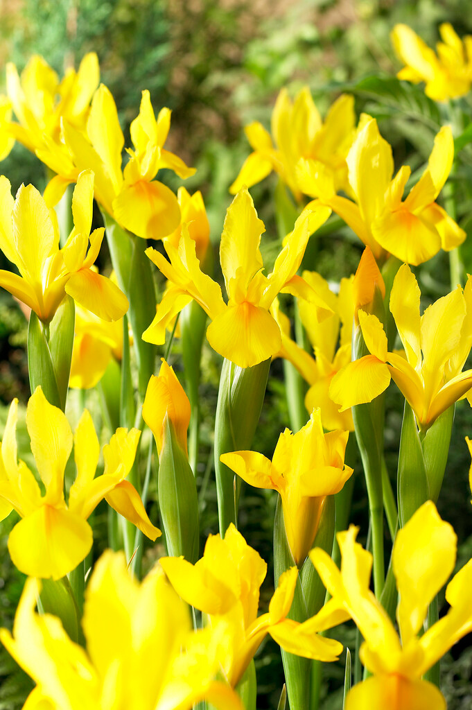 Iris hollandica Royal Yellow