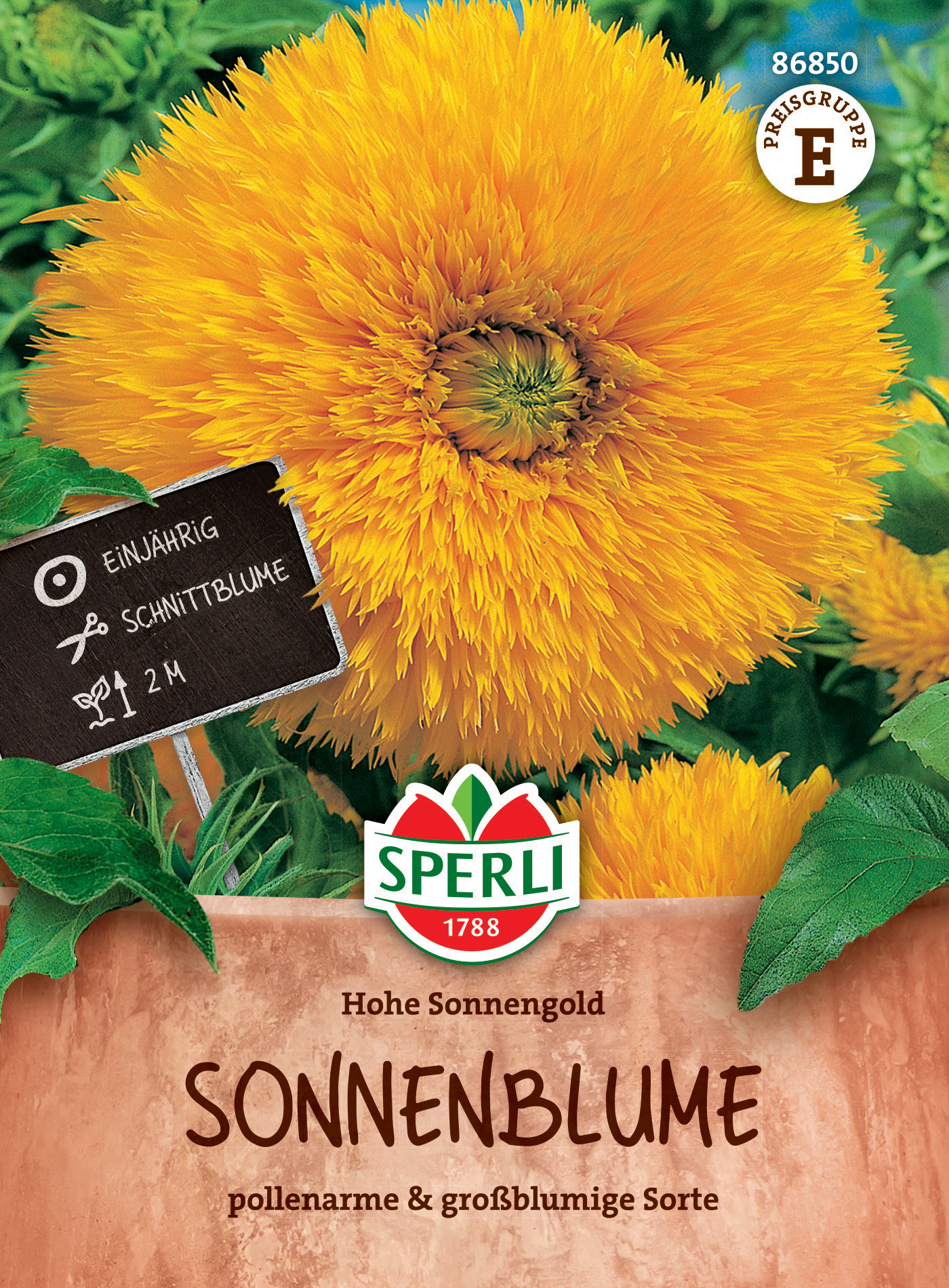 Sonnenblume Hohe Sonnengold