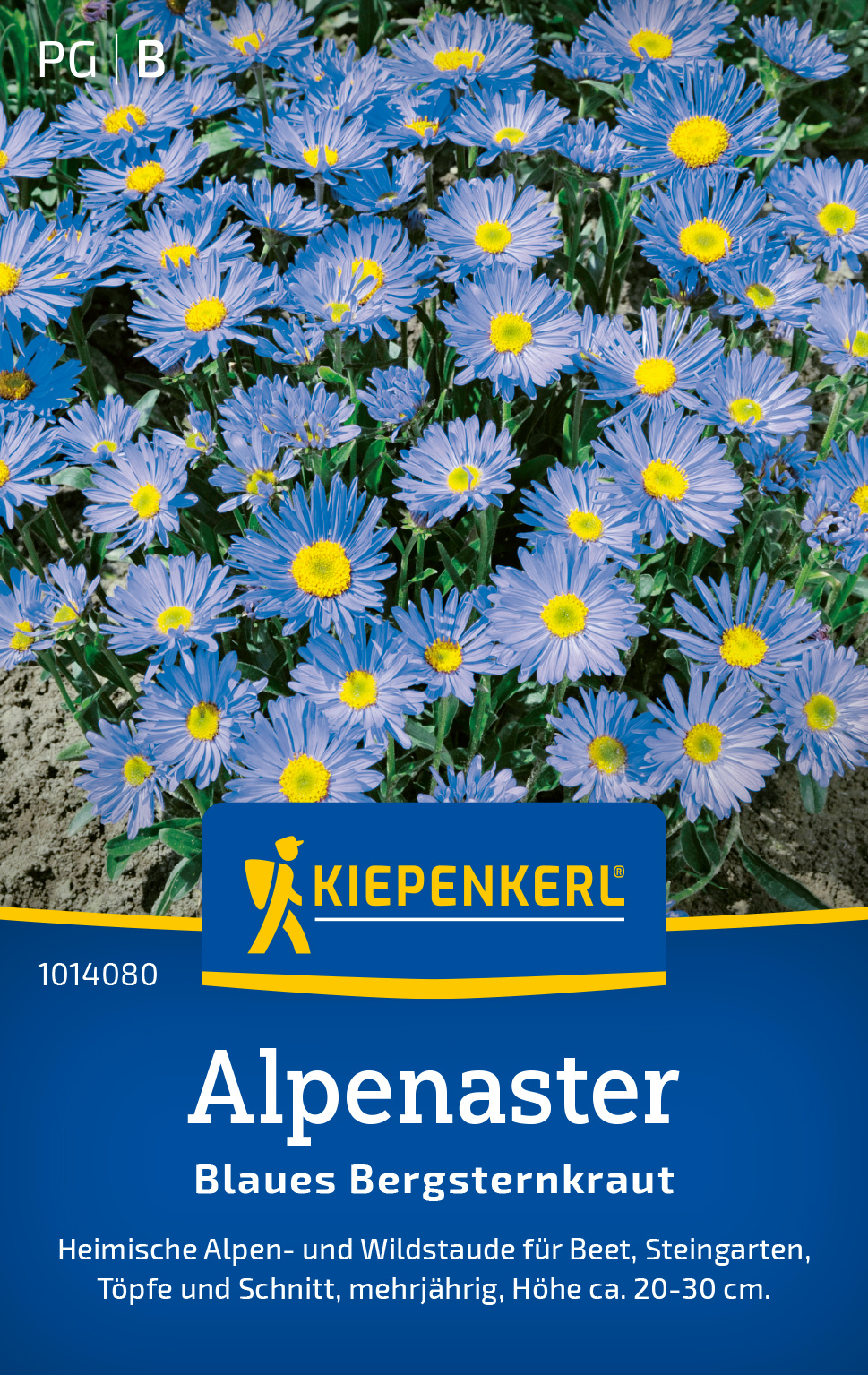 Alpenaster Blaues Bergsternkraut