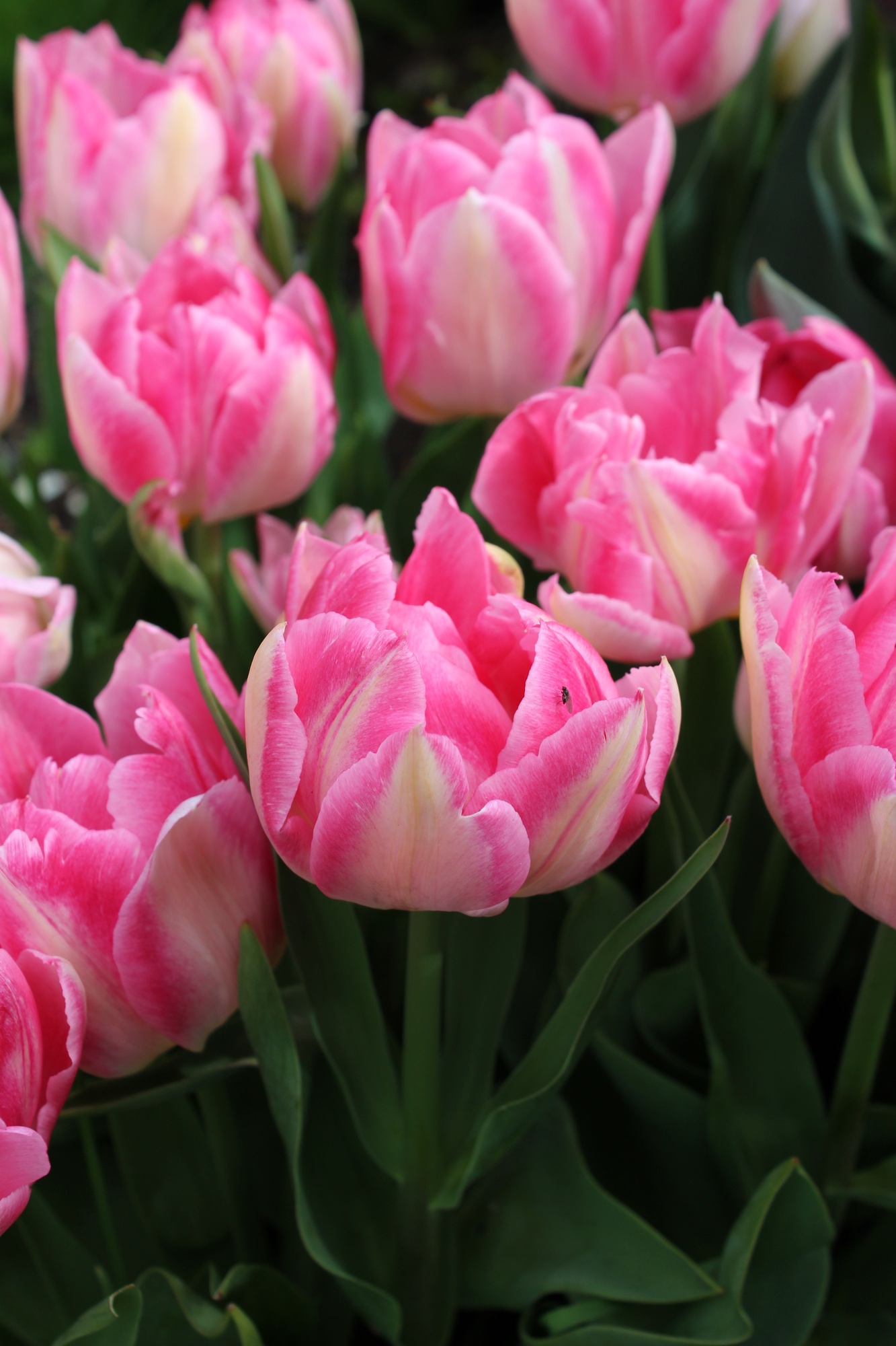 Gefüllte Frühe Tulpen Peach Blossom