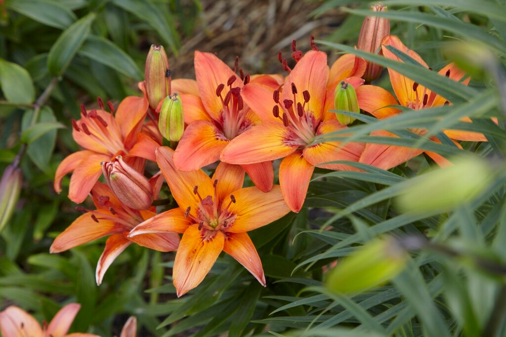 Lilium Abbevilles Pride