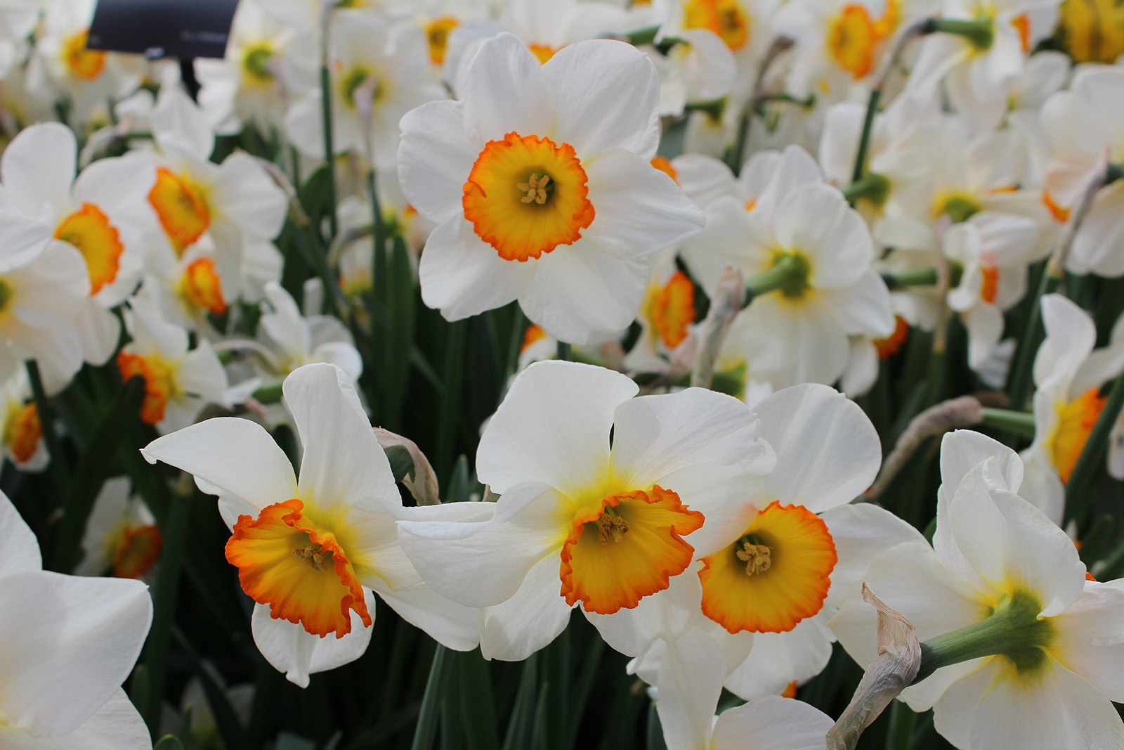 Großkronige Narzissen Flower Record