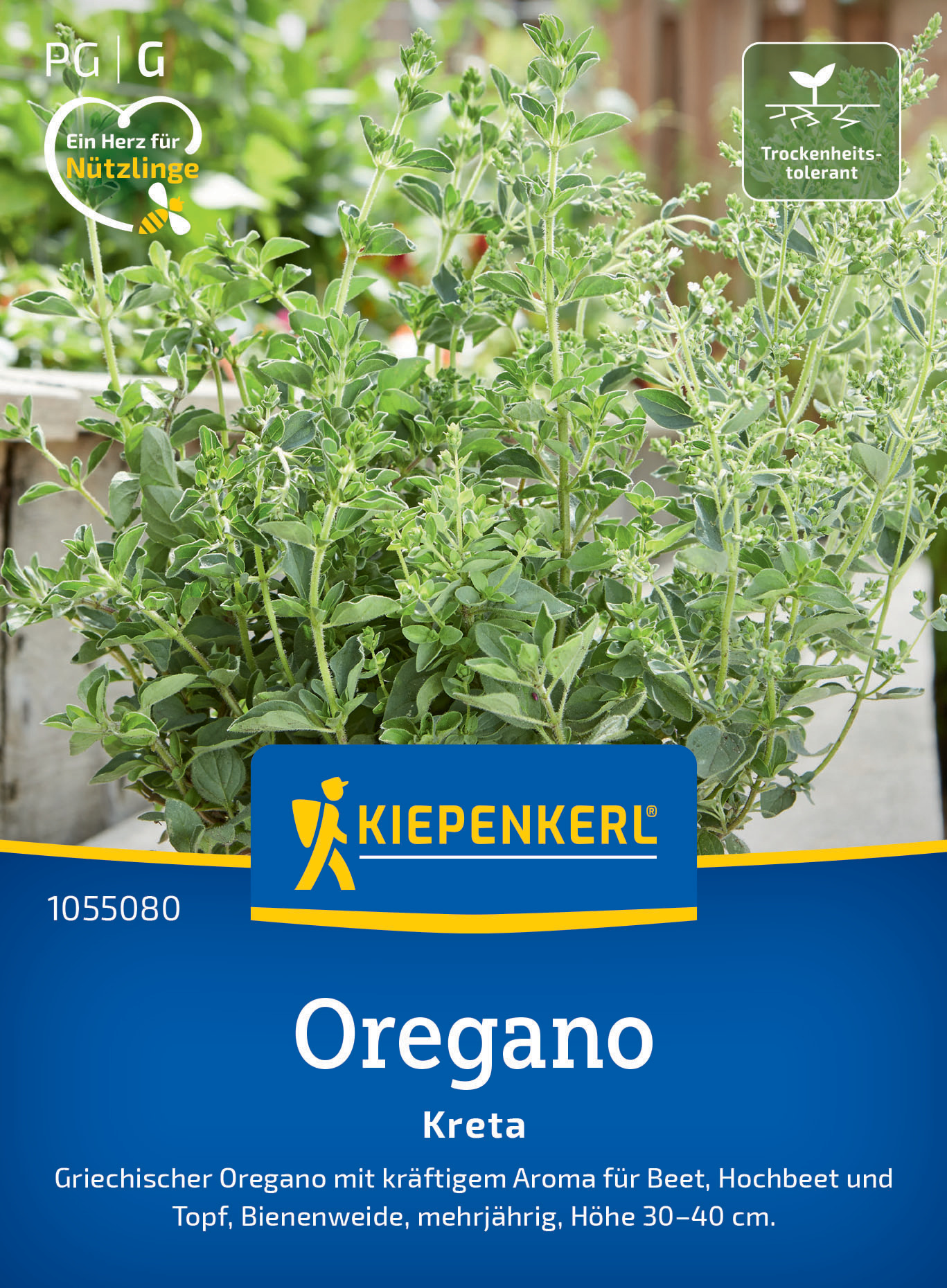 Oregano Kreta