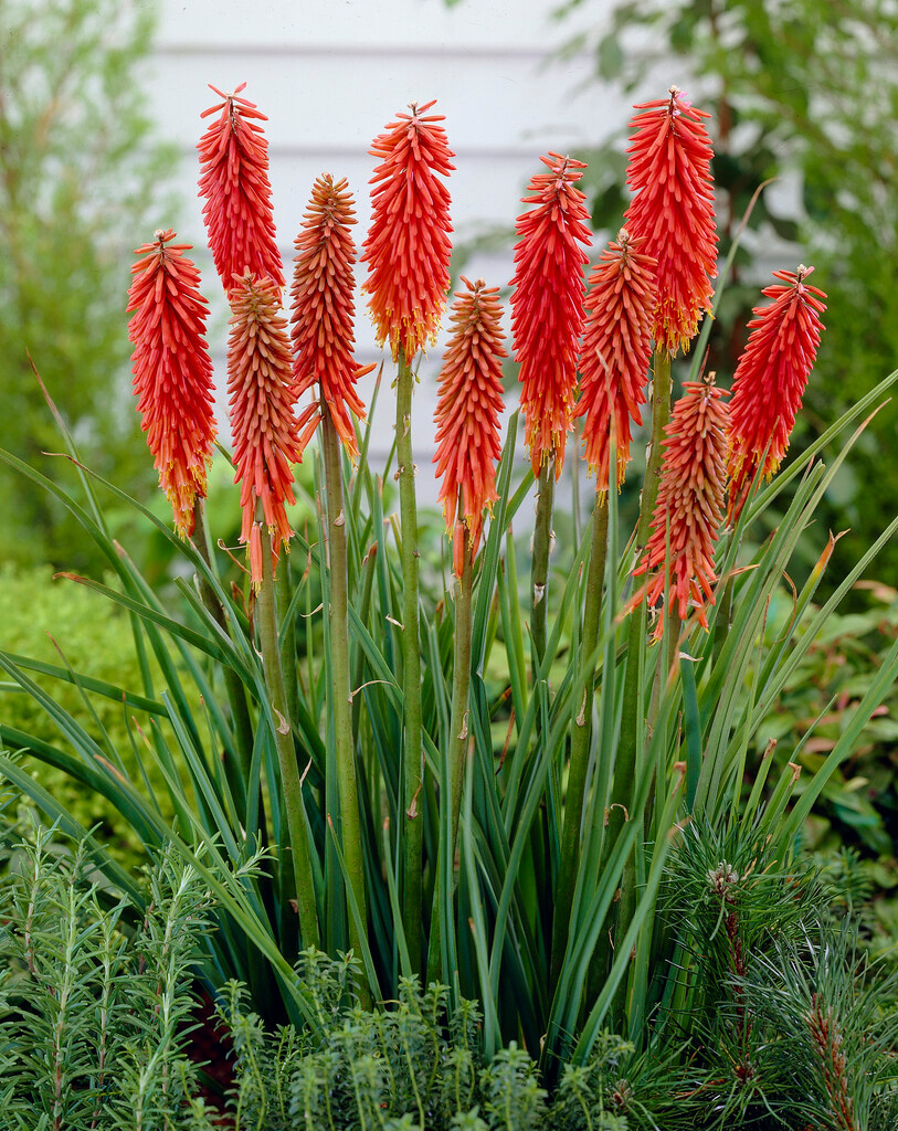 Kniphofia-Hybride Nancy's Red