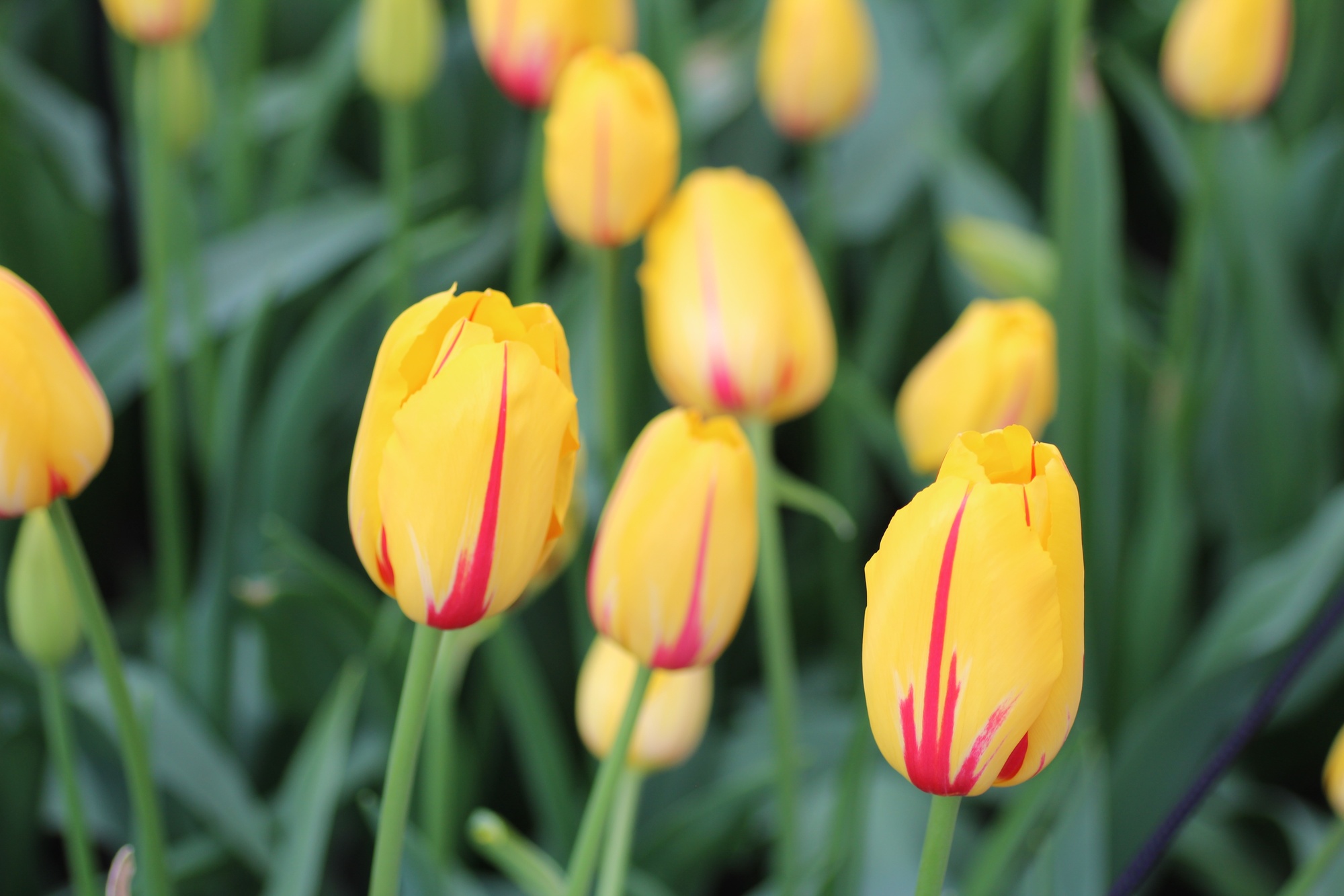 Einfache Späte Tulpen La Courtine