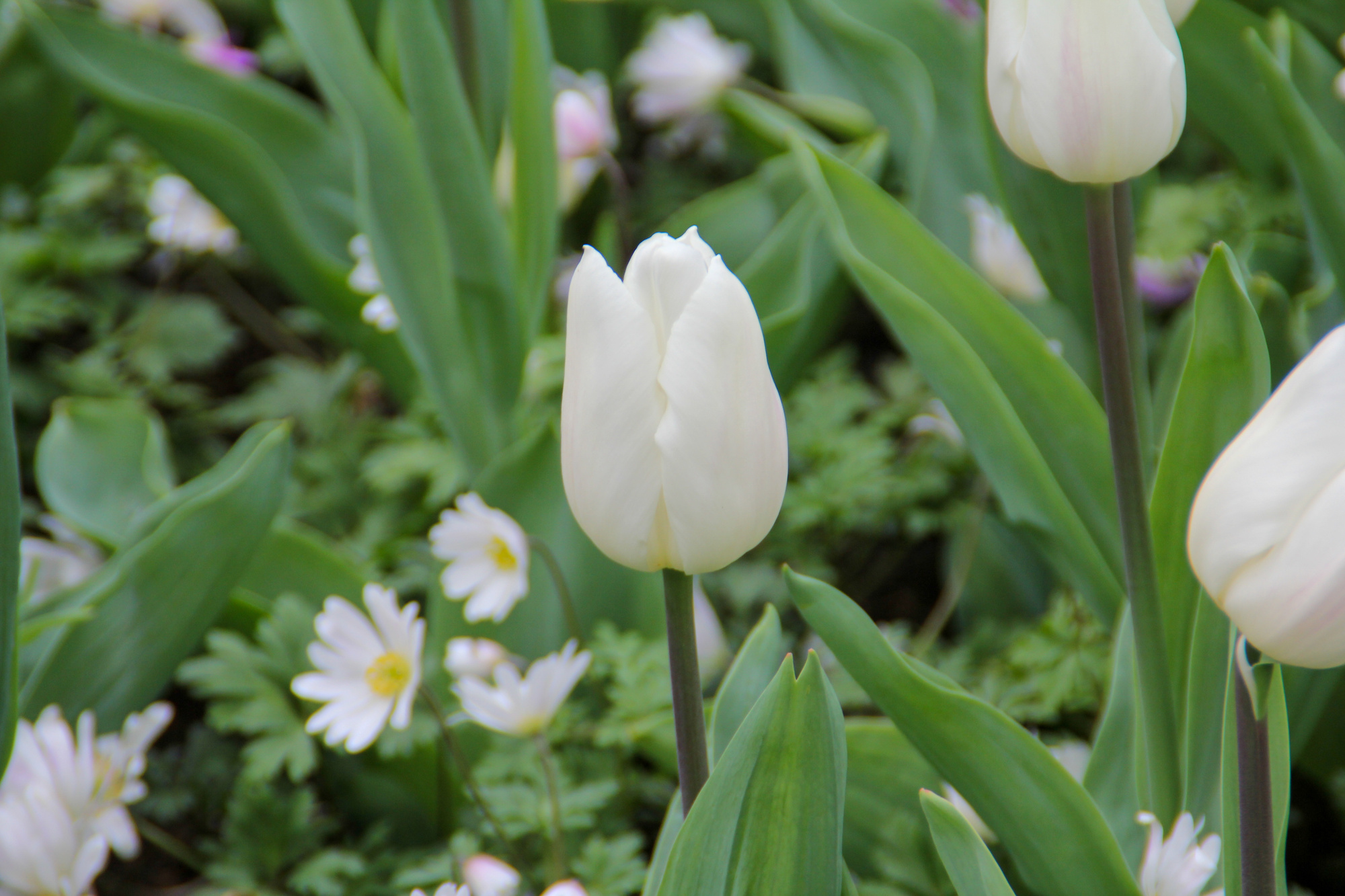 Einfache Frühe Tulpen White Marvel