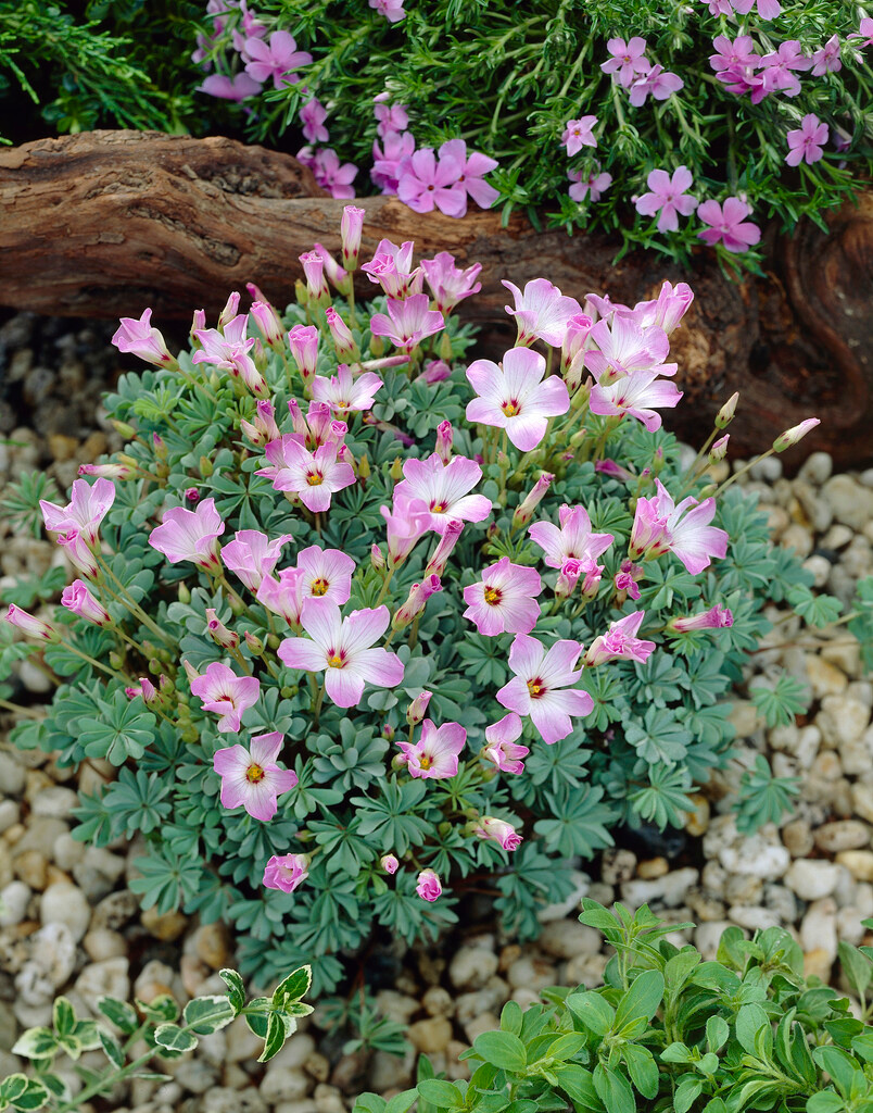 Oxalis adenophylla