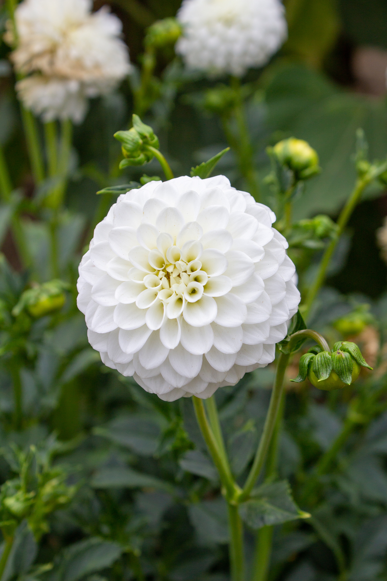 Pompondahlien White Aster