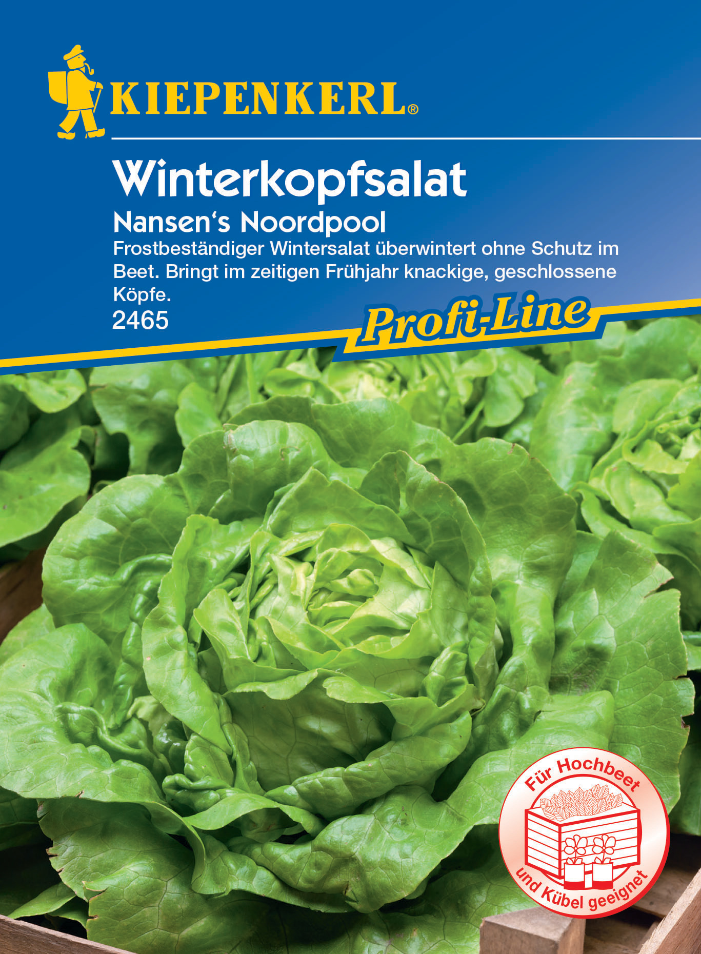 Winterkopfsalat Nansen's Noordpool