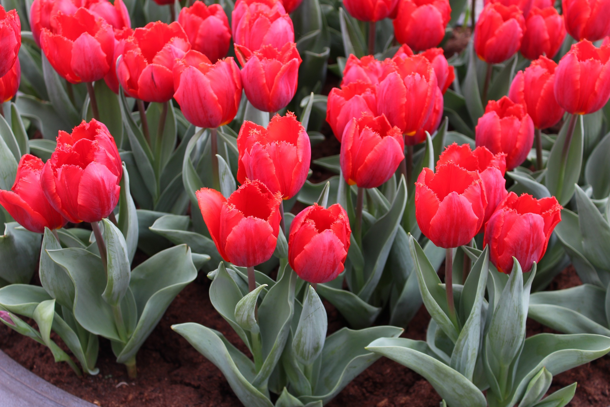 Gefranste Tulpen Arma