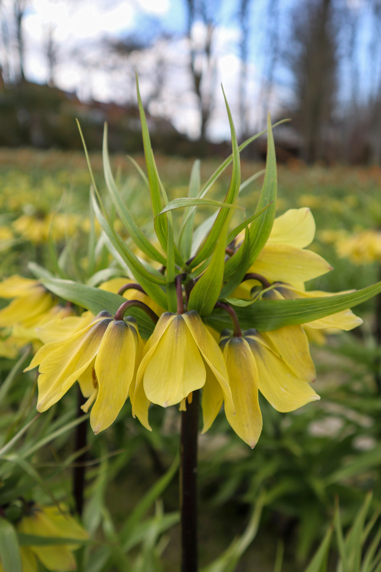 Fritillaria imperialis Early Sensation