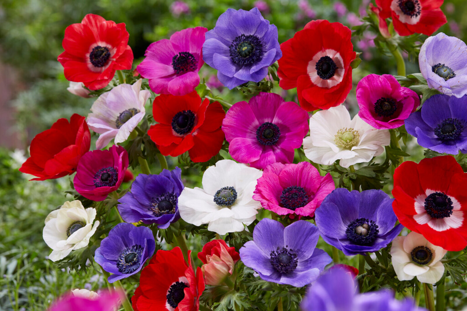 Anemone De Caen