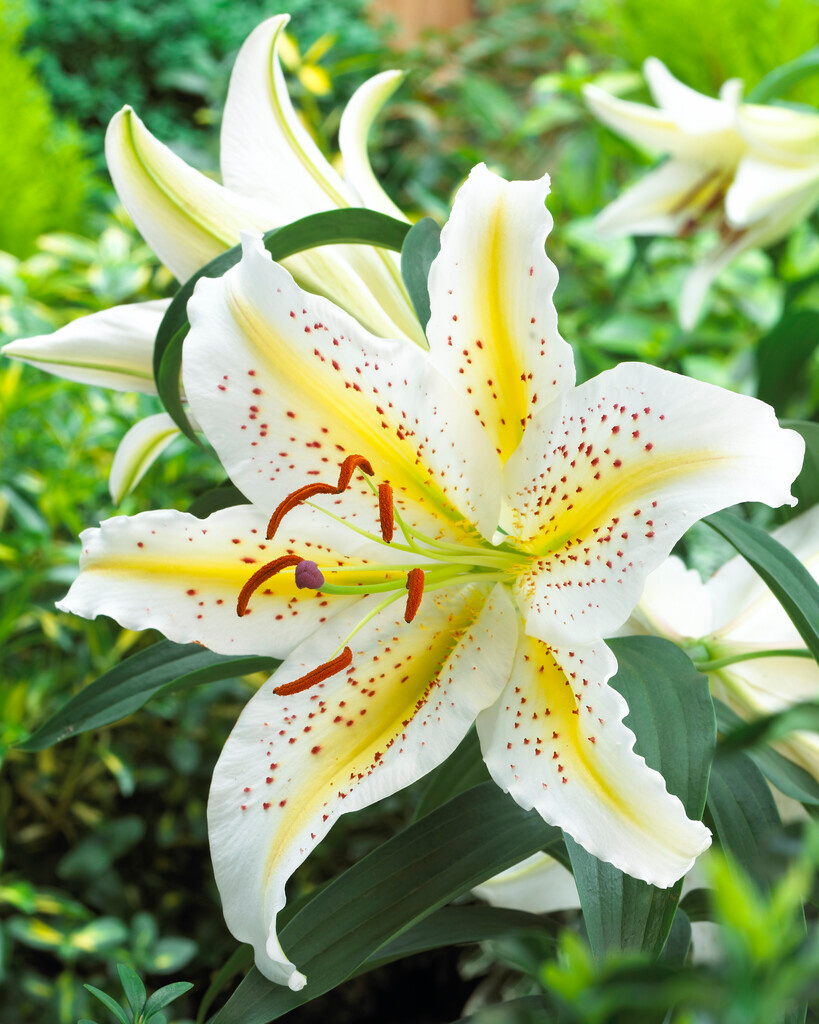 Lilien auratum Gold Band