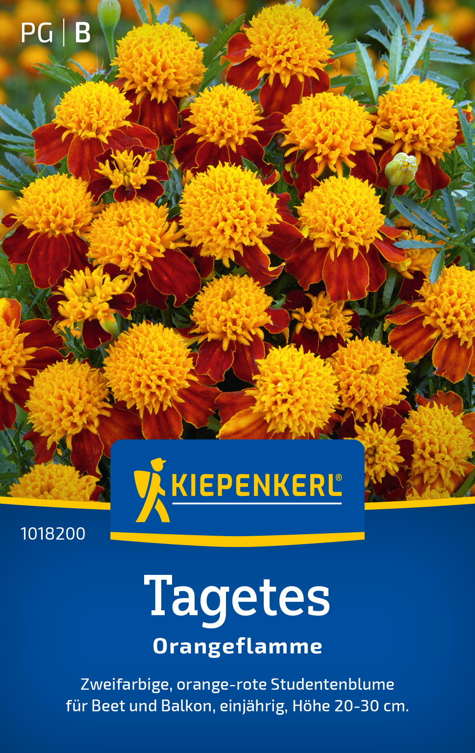 Tagetes Orangeflamme