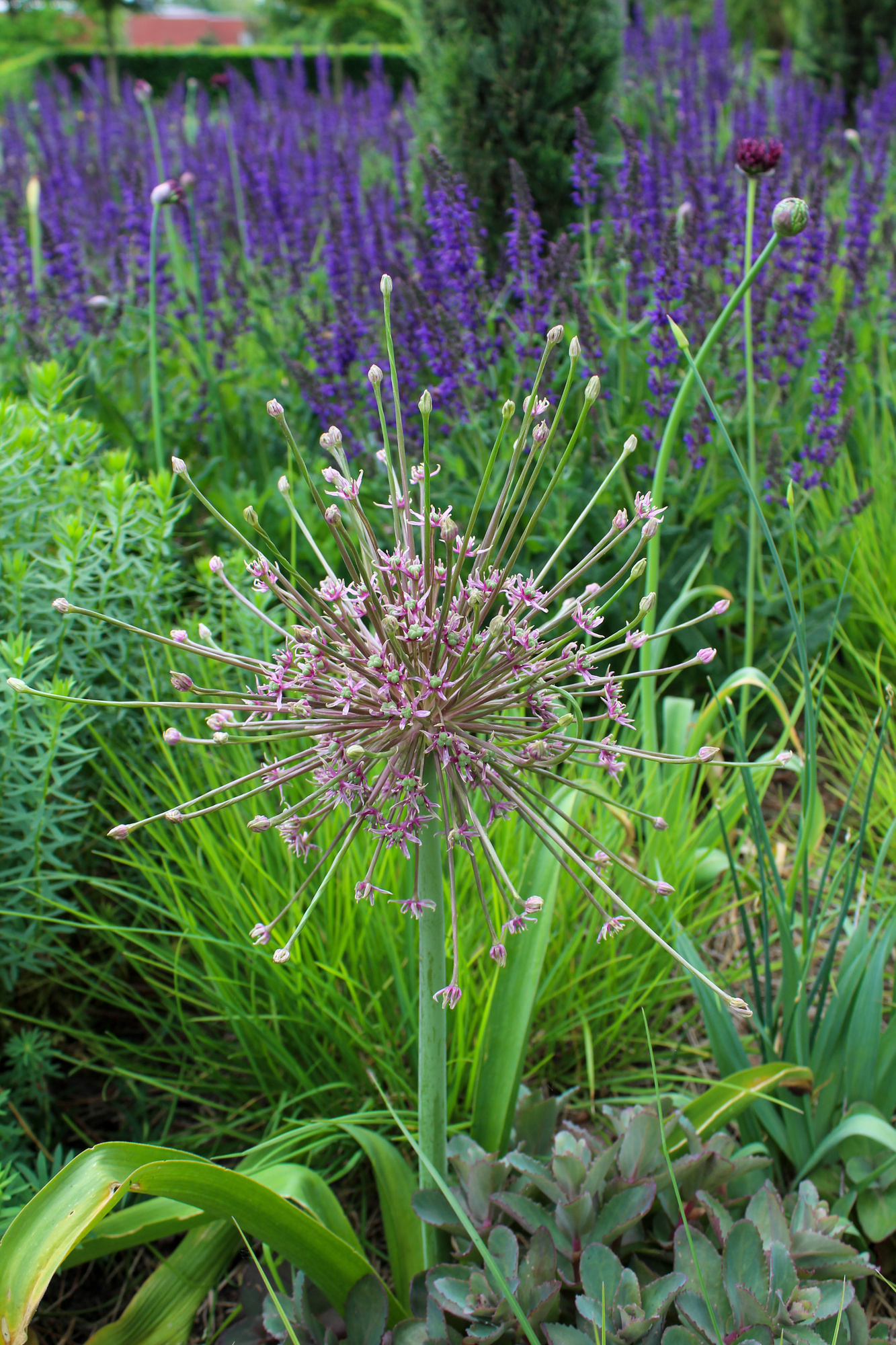 Allium schubertii