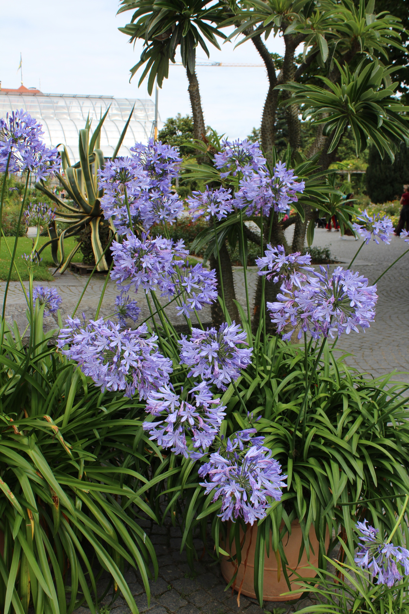 Agapanthus Blau