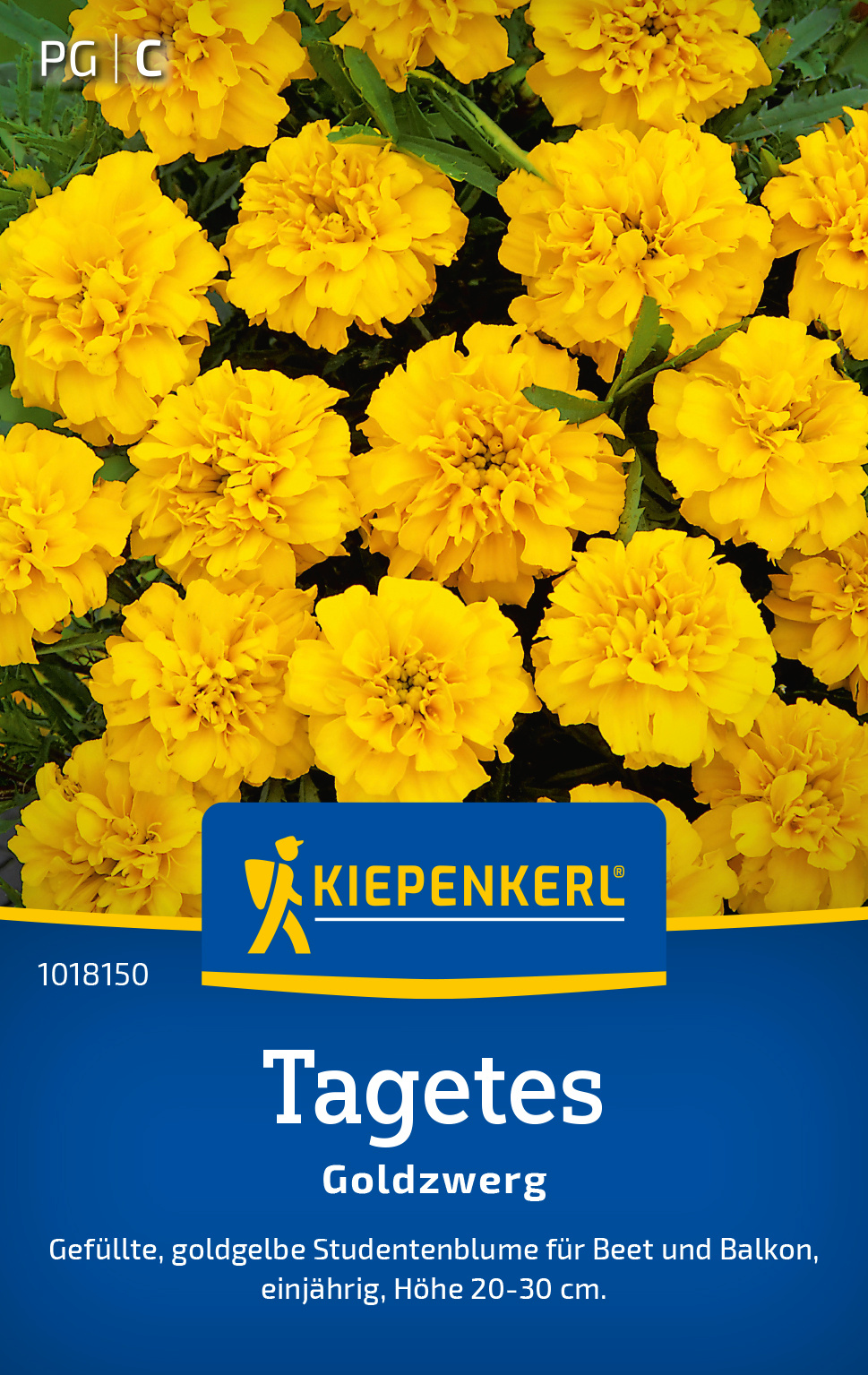 Tagetes Goldzwerg