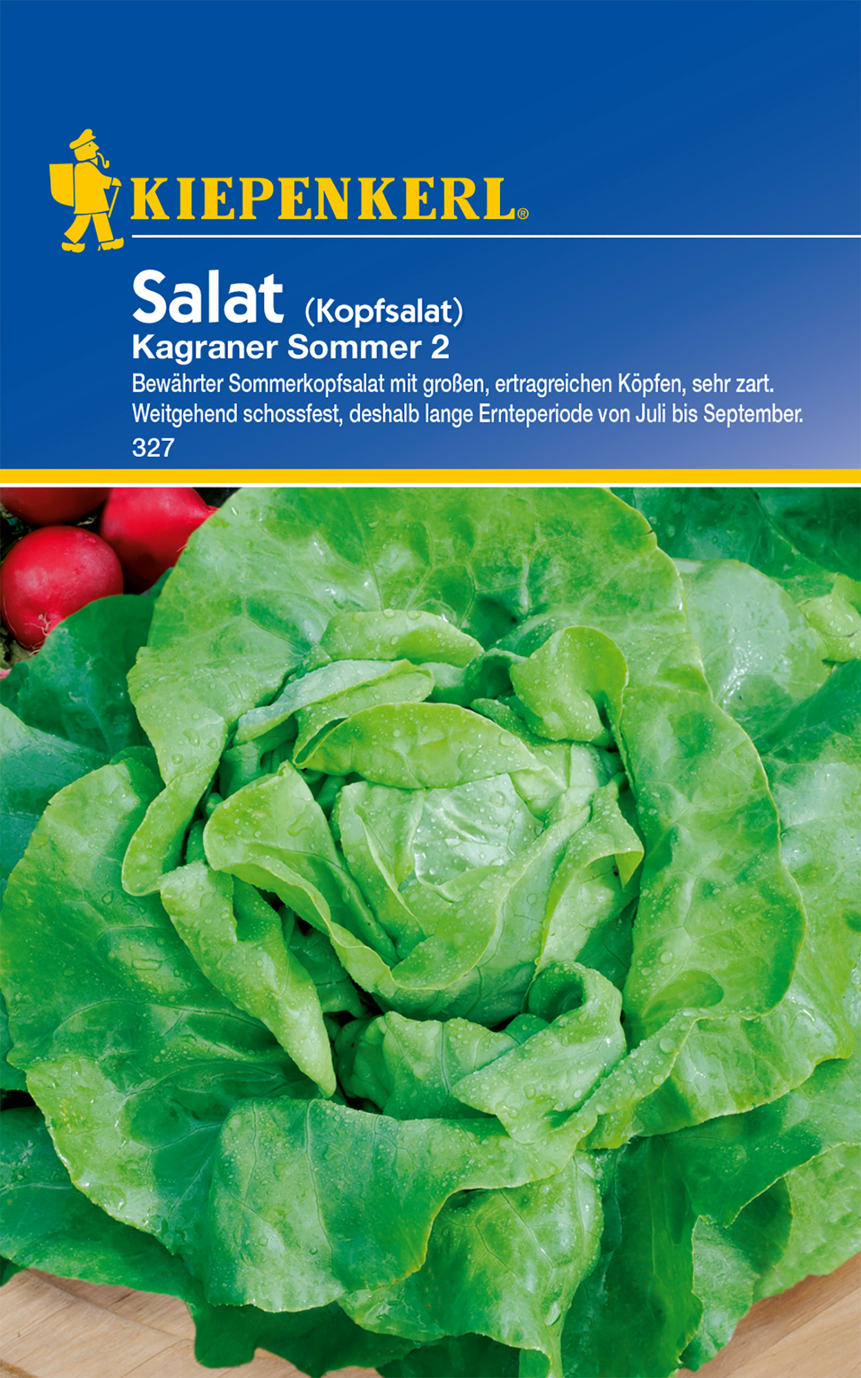 Kopfsalat Kagraner Sommer 2