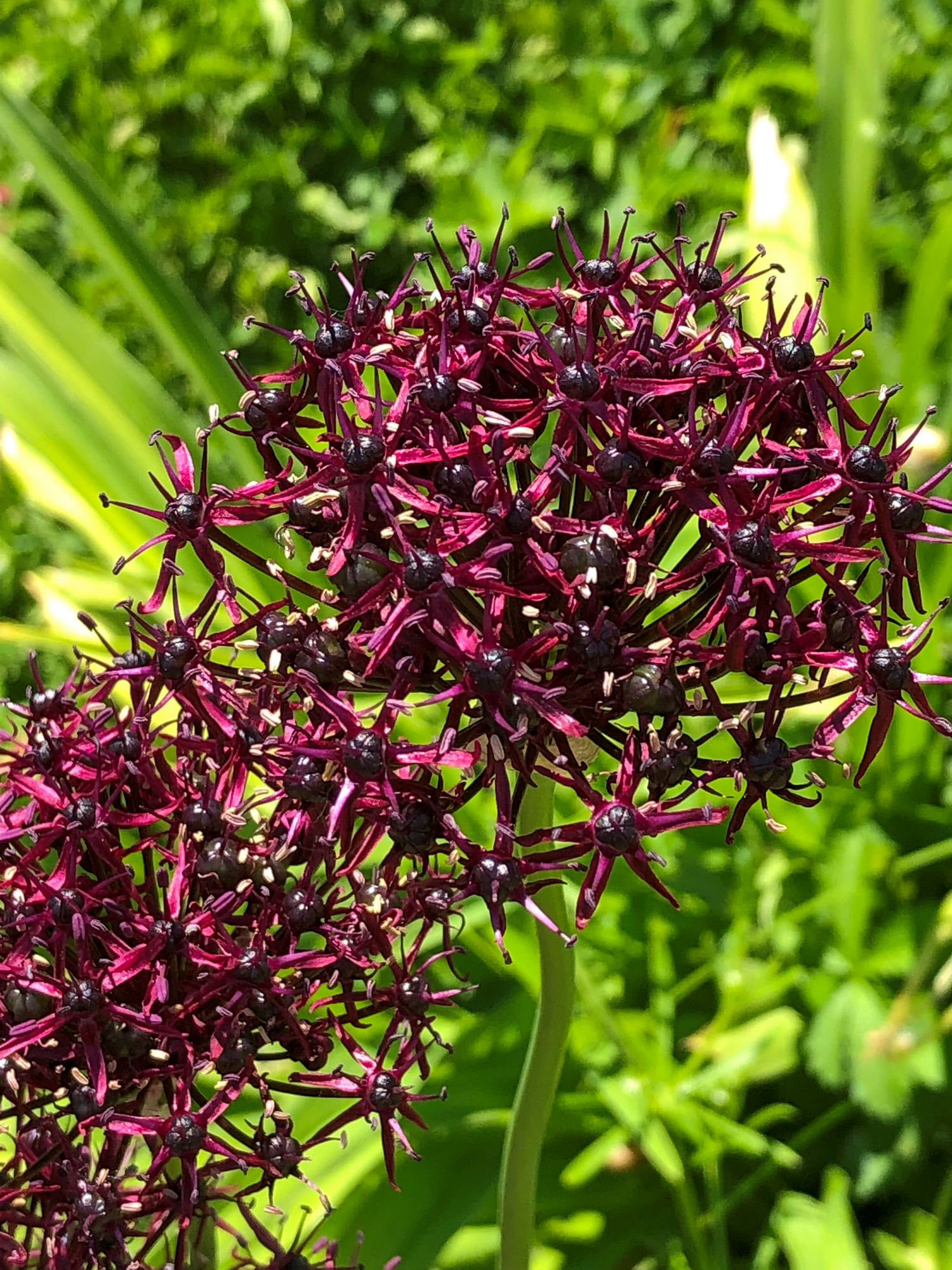 Allium atropurpureum