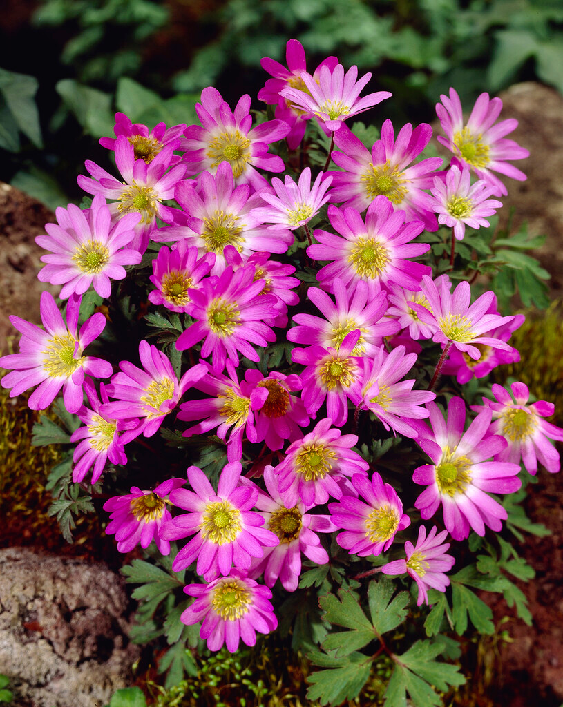 Anemone blanda Pink Star