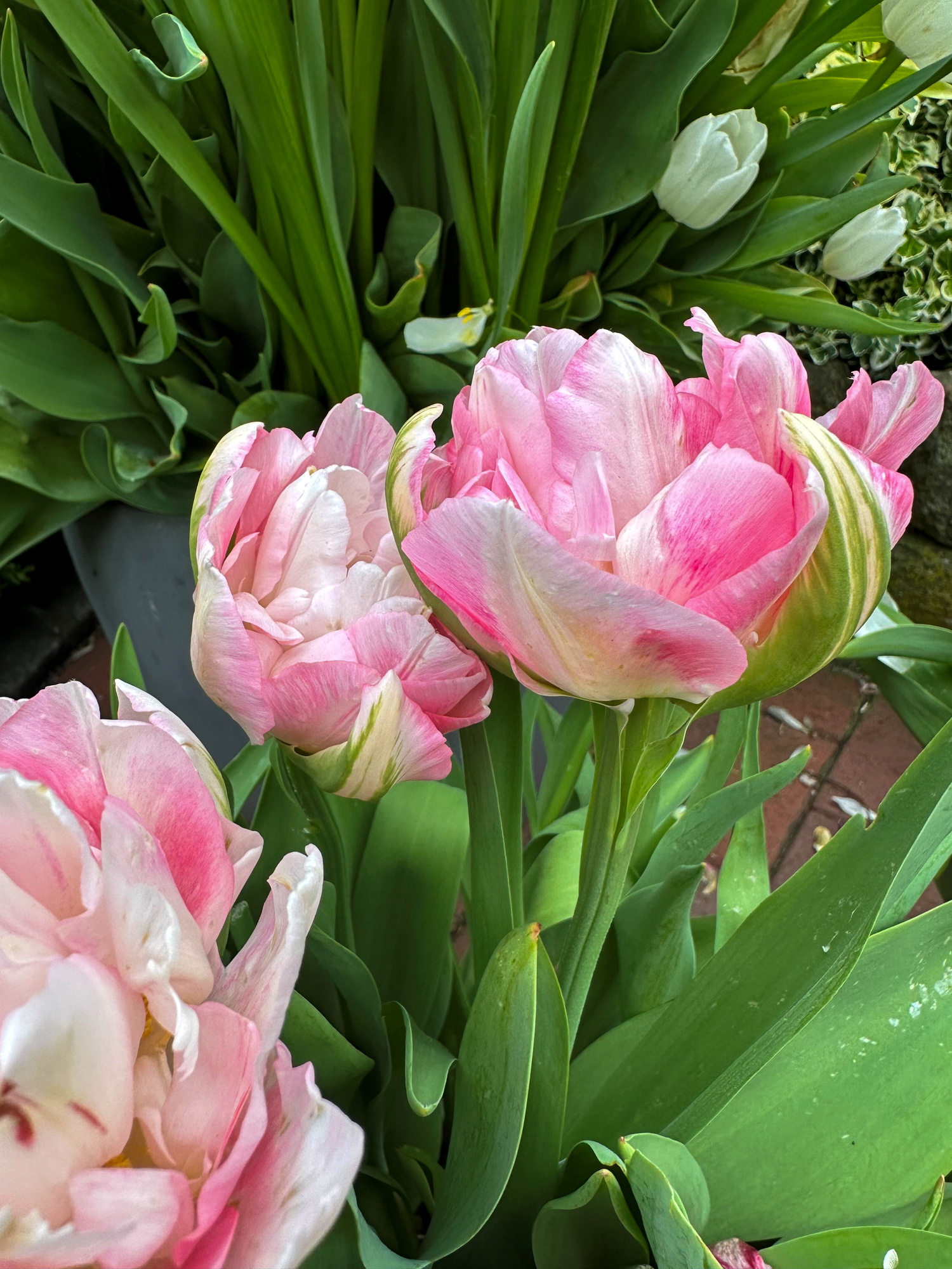 Gefüllte Späte Tulpen Finola